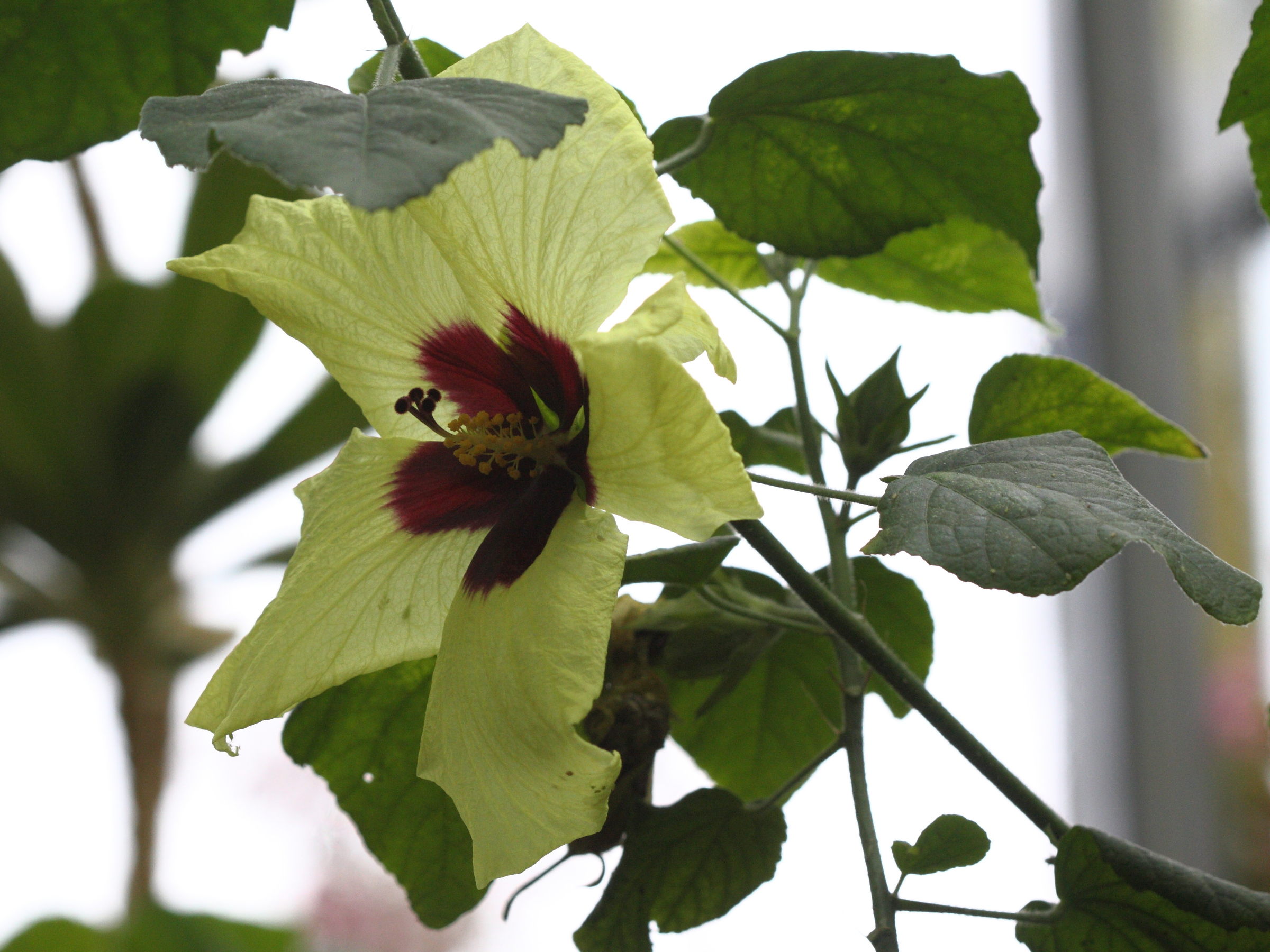 hibiscus_rockii2bd