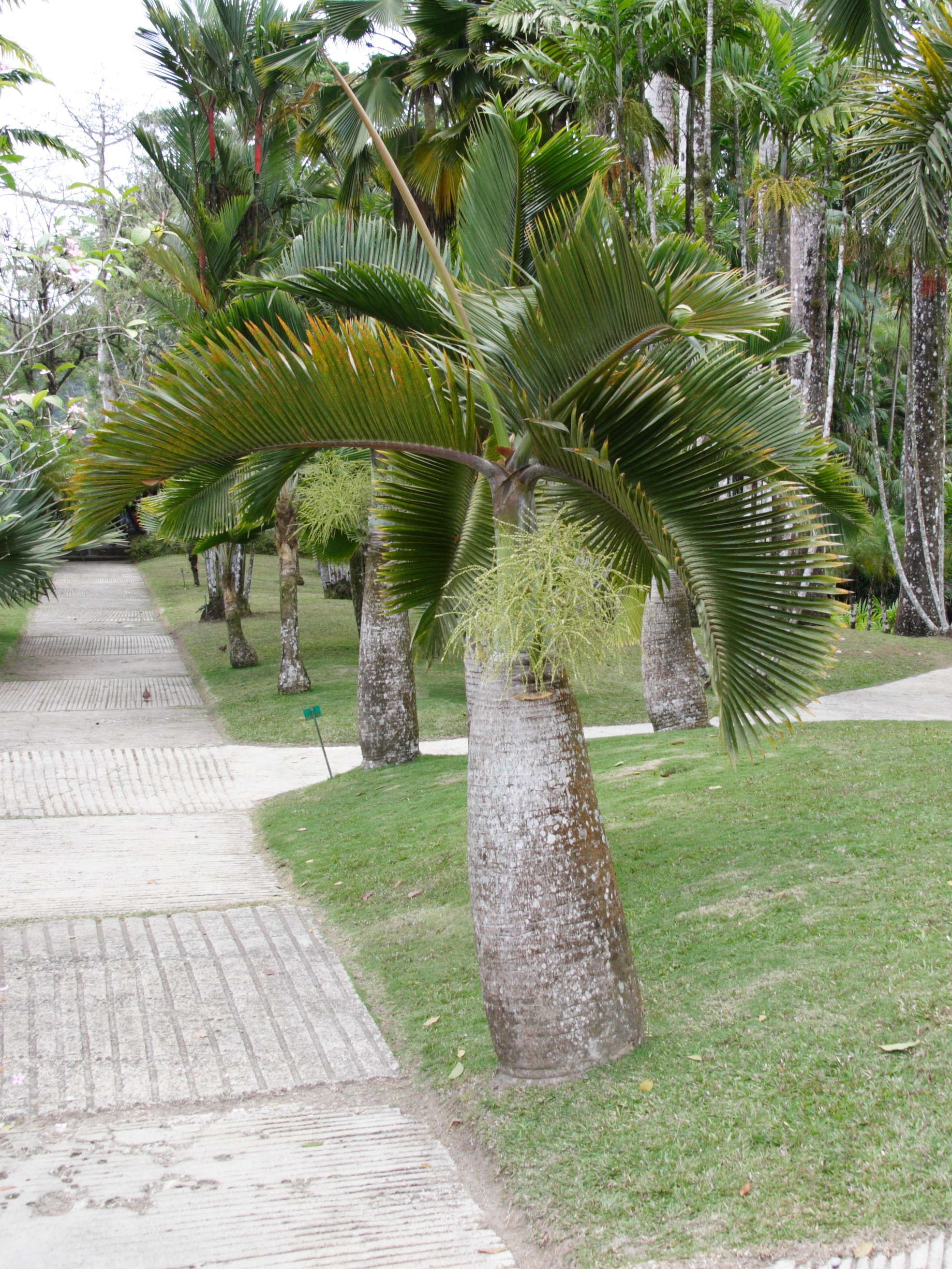 hyophorbe_vershaffeltii1md