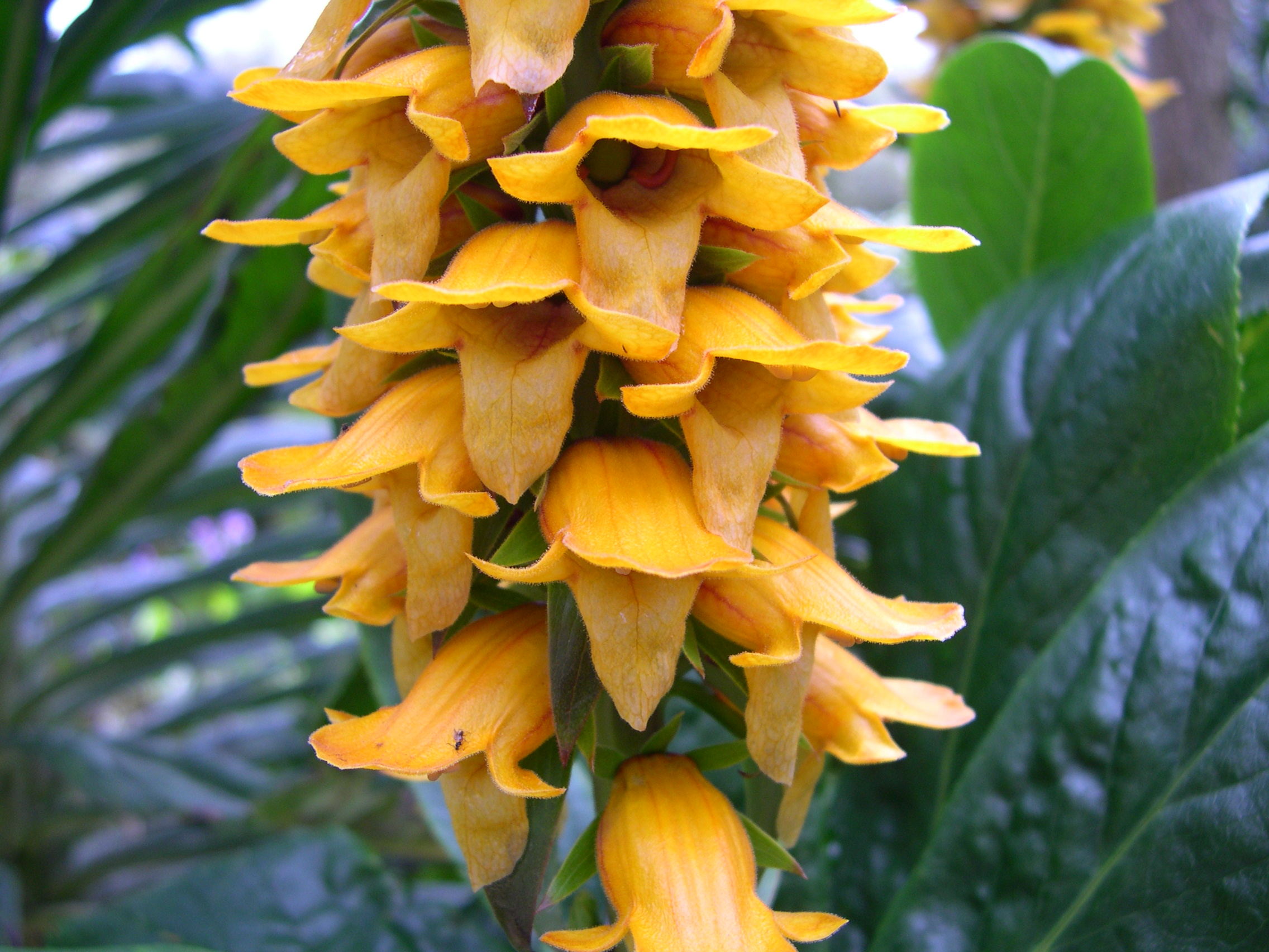 isoplexis_spectrum3md