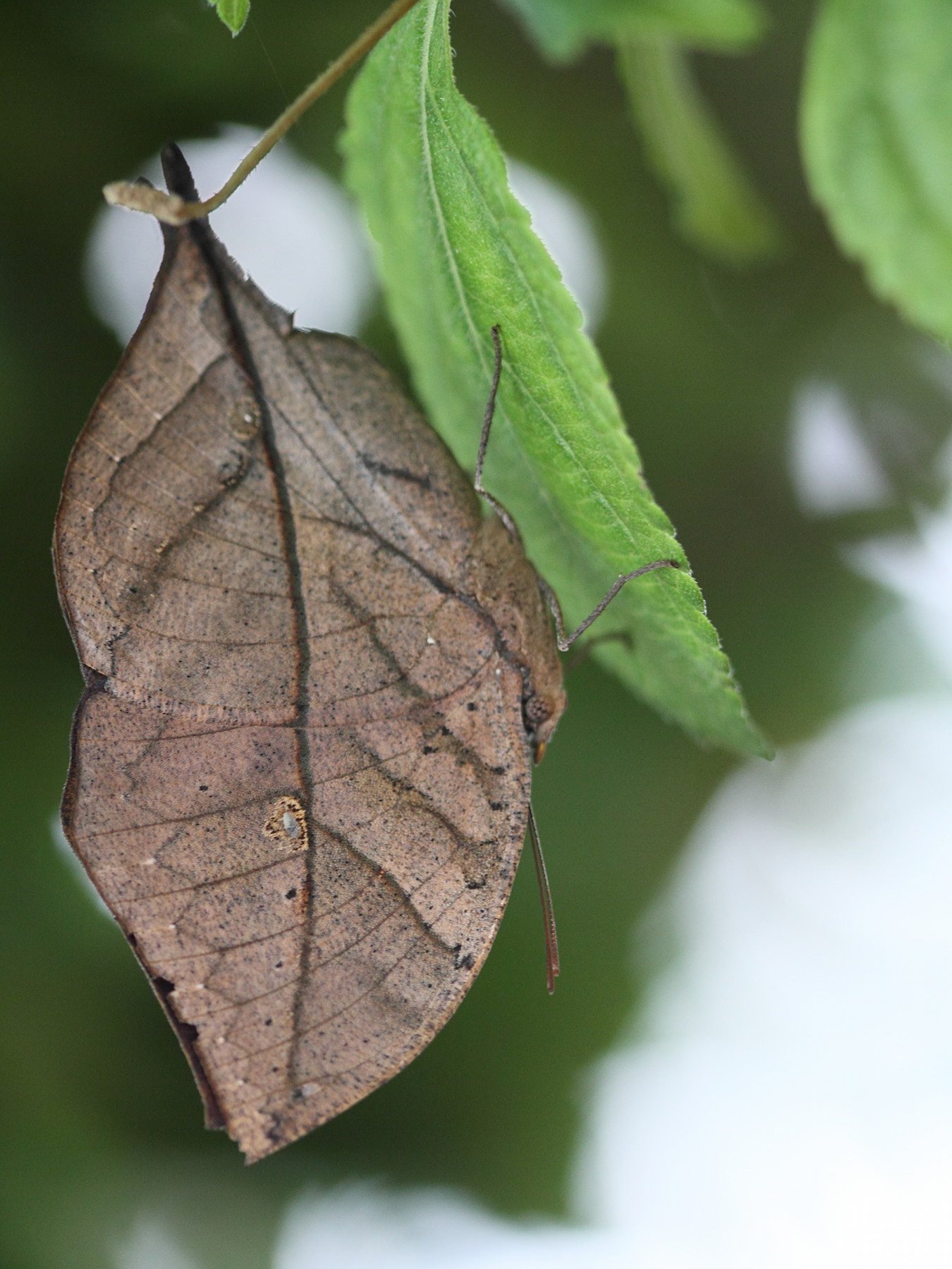 Afficher le média kallima_paralekta2bd kallima_paralekta2bd