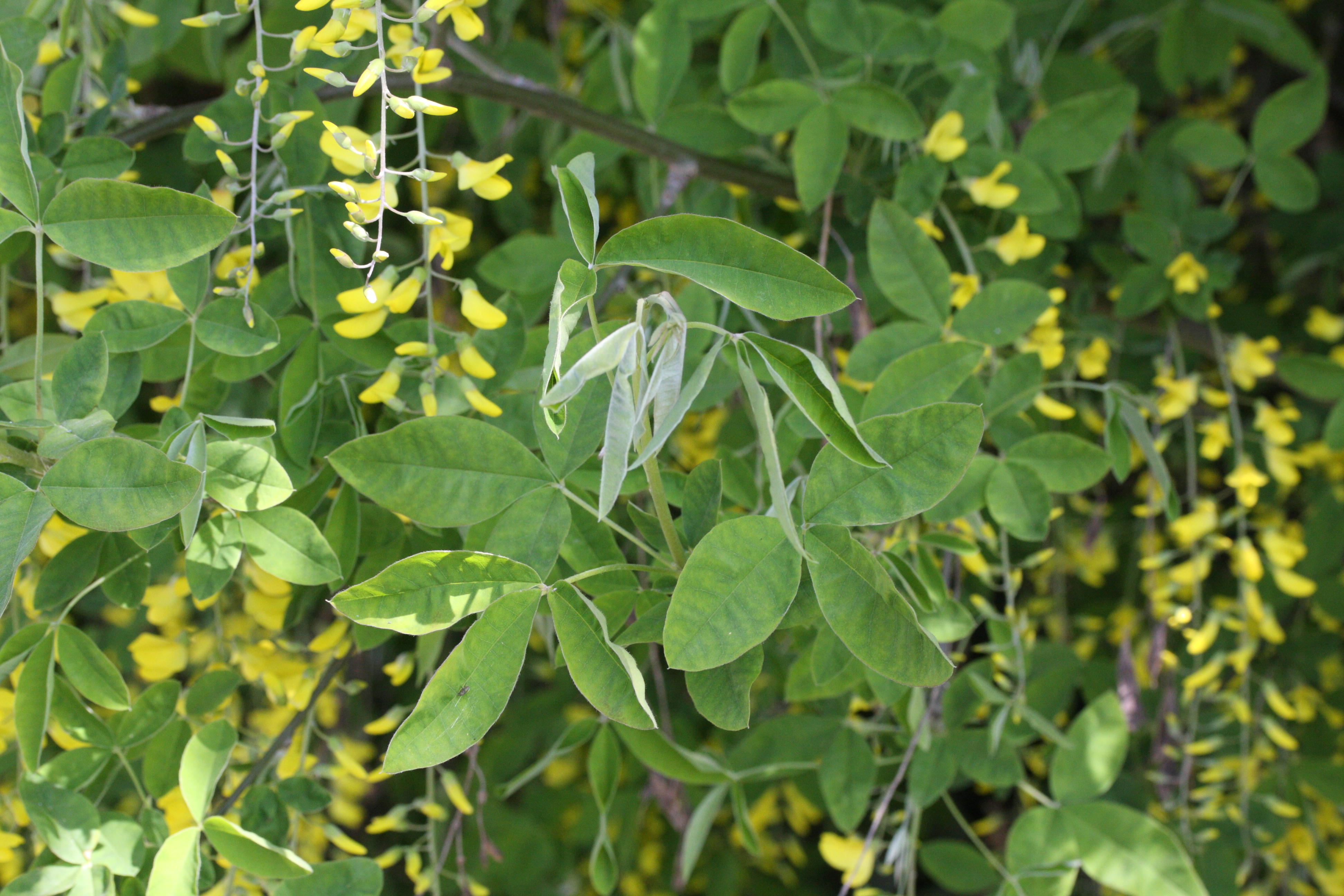 laburnum_anagyroides1md