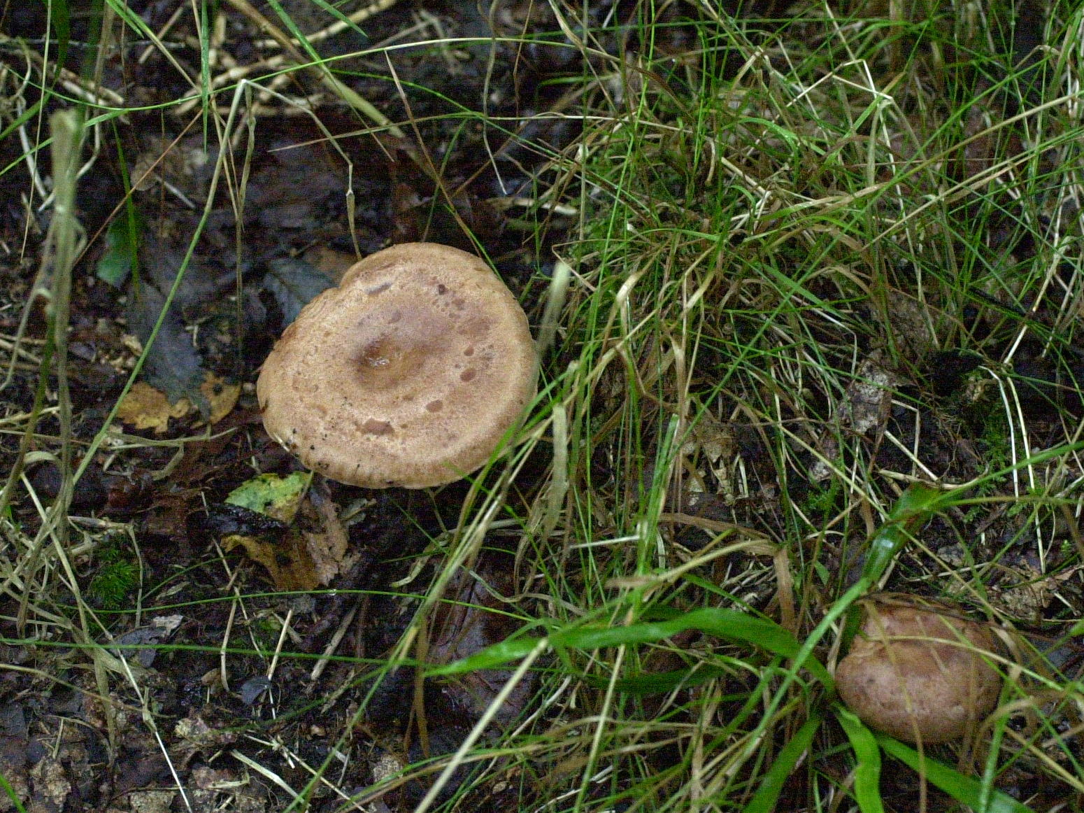 Afficher le média lactarius_quietus2md lactarius_quietus2md