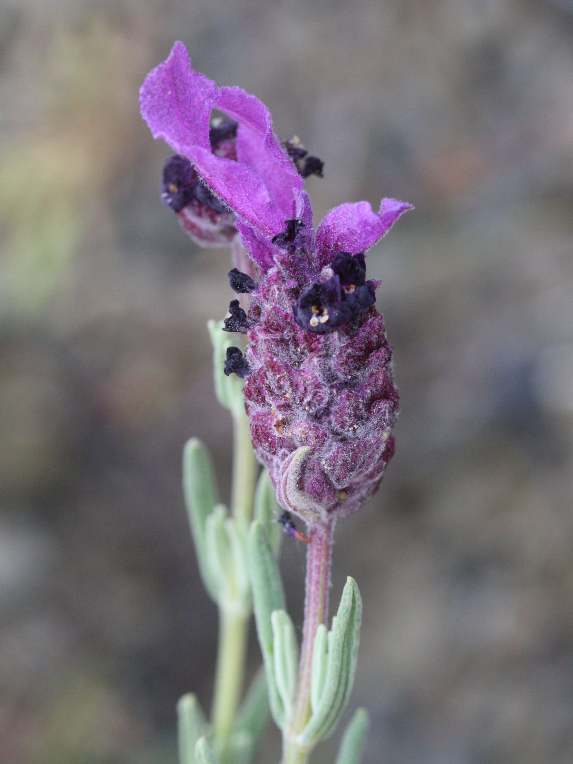 lavandula_stoechas2md