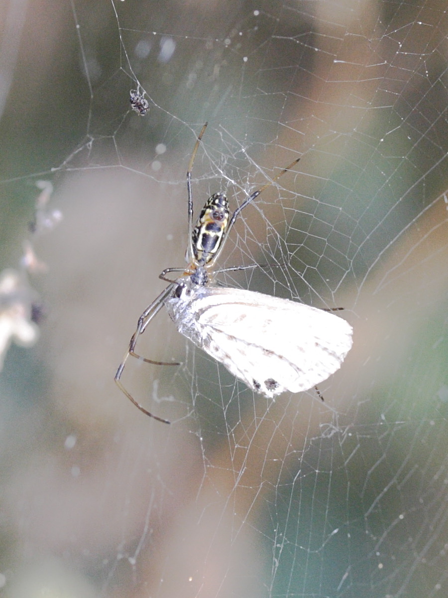 leucauge_sp3md