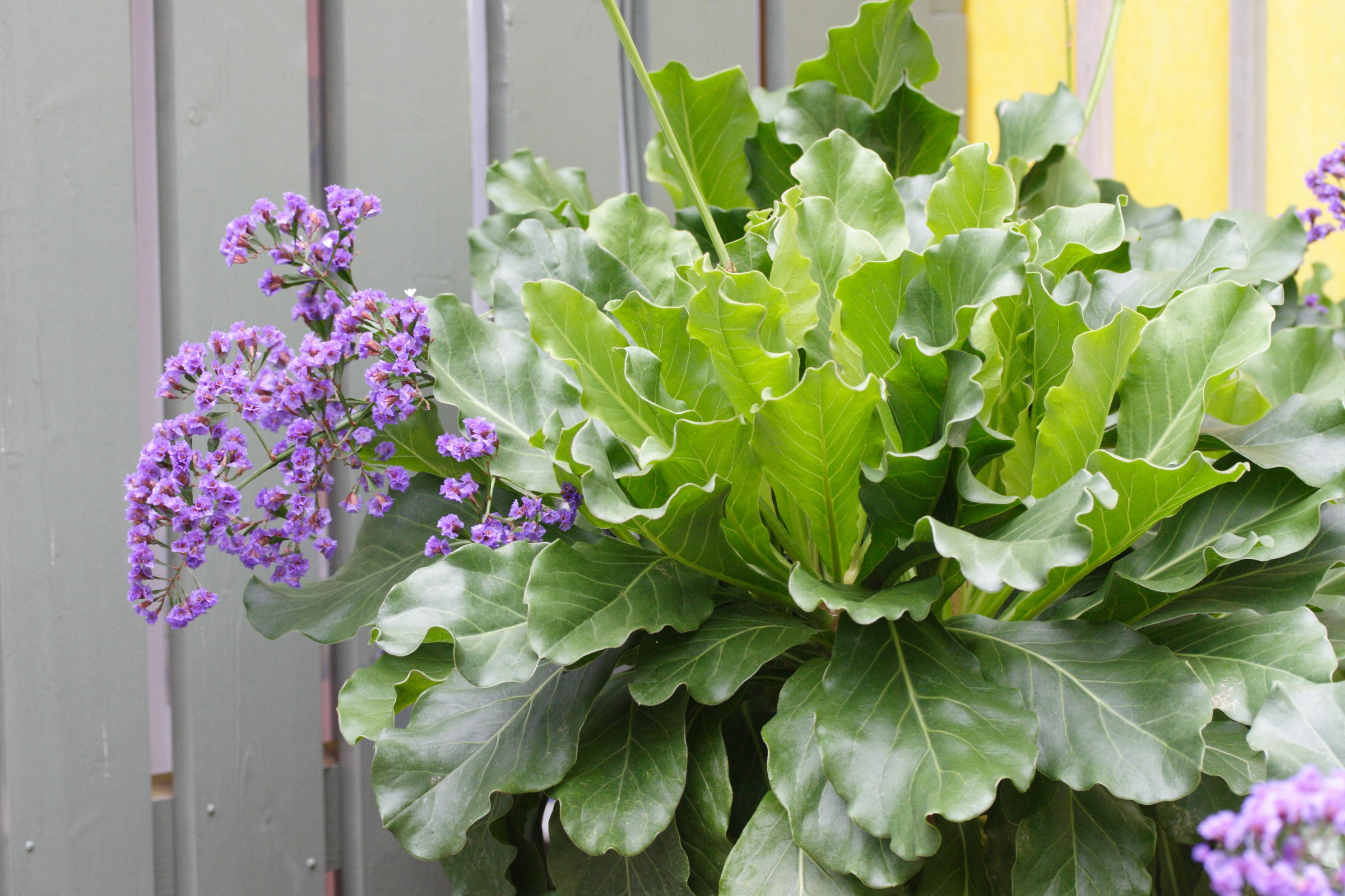 Afficher le média limonium_macrophyllum1md limonium_macrophyllum1md