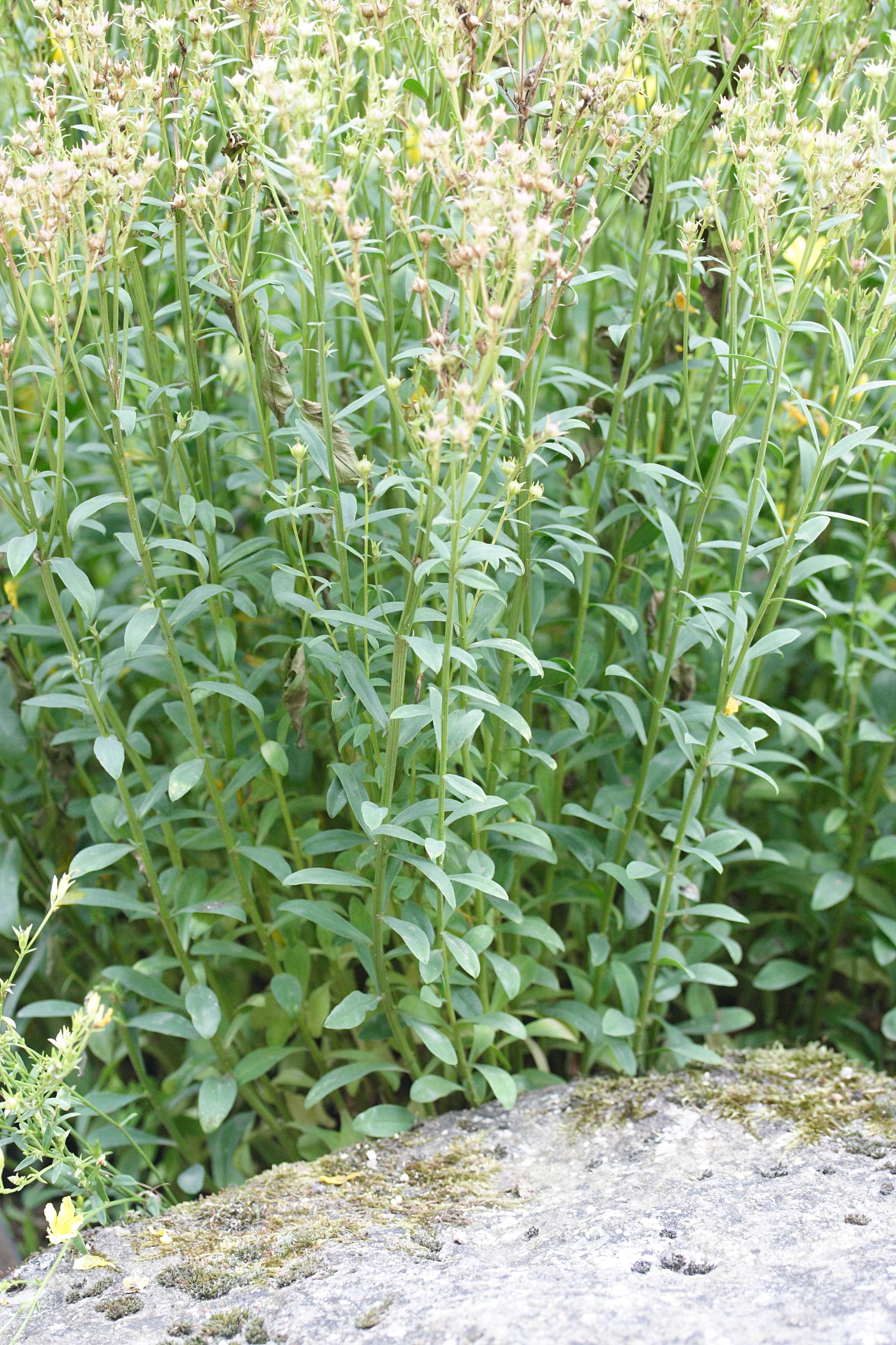 linum_campanulatum2md