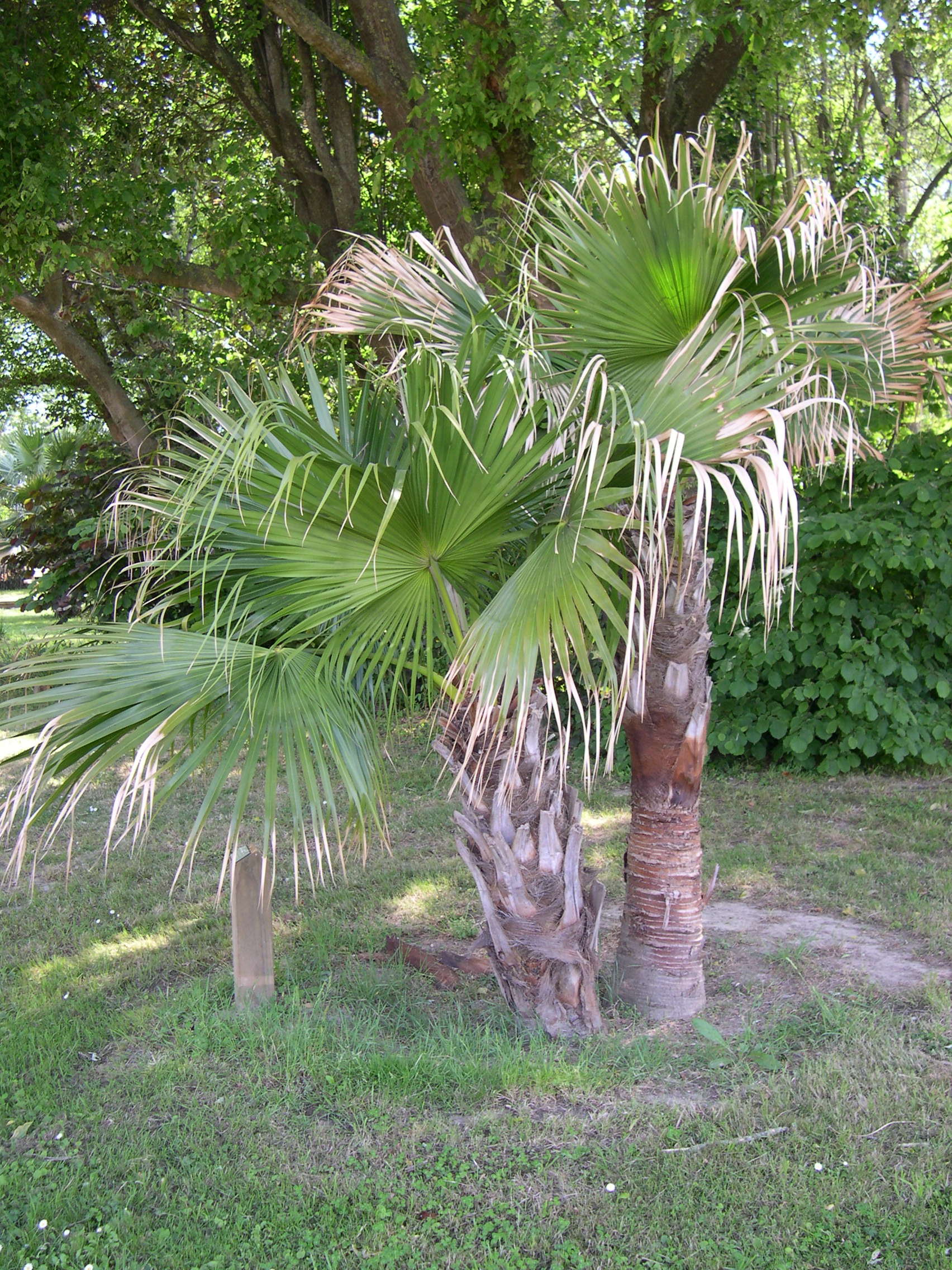 Afficher le média livistona_chinensis1md livistona_chinensis1md