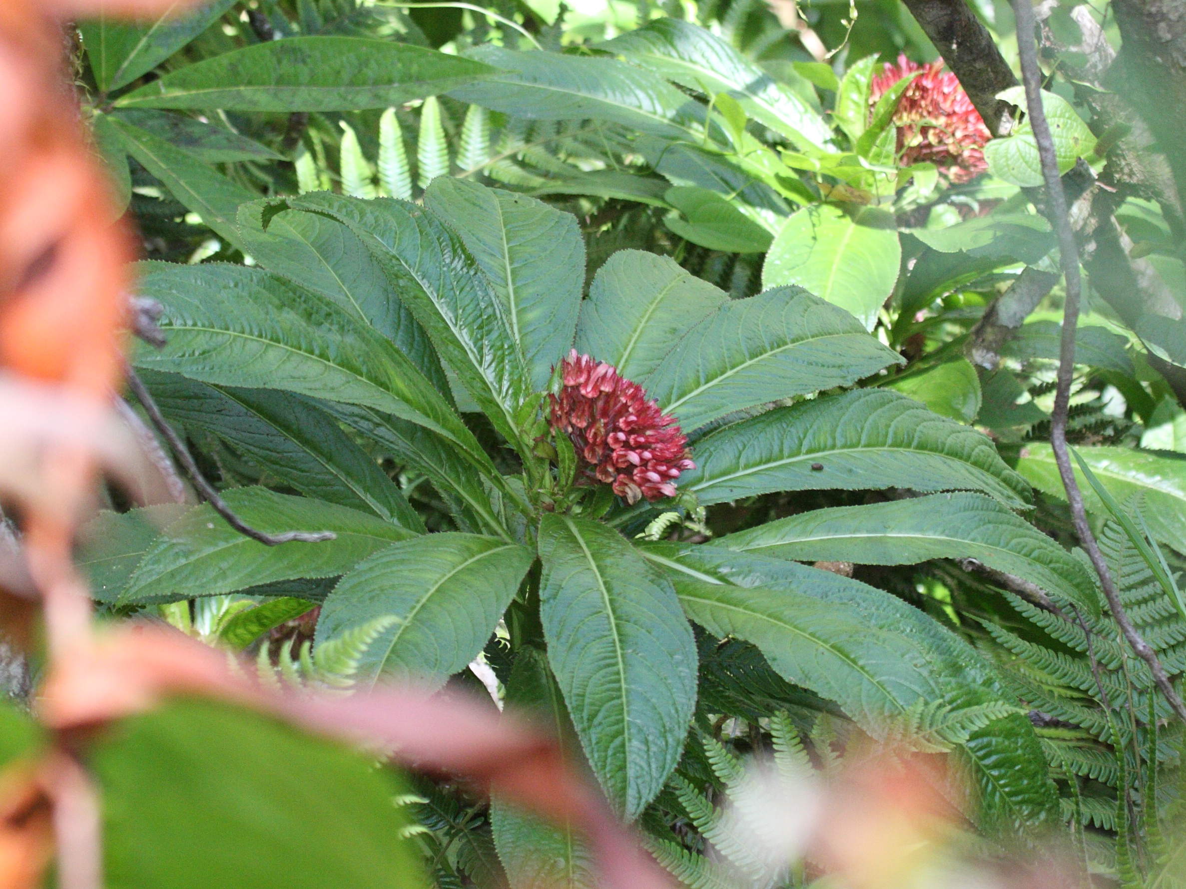 Afficher le média lobelia_conglobata4bd lobelia_conglobata4bd