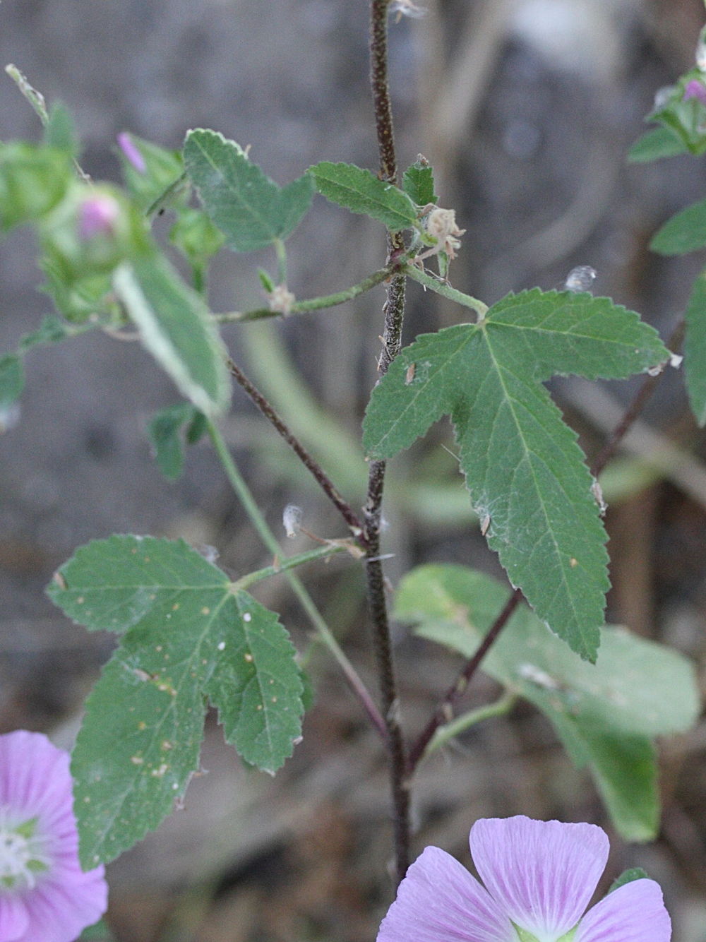 malva_cretica_cretica2md