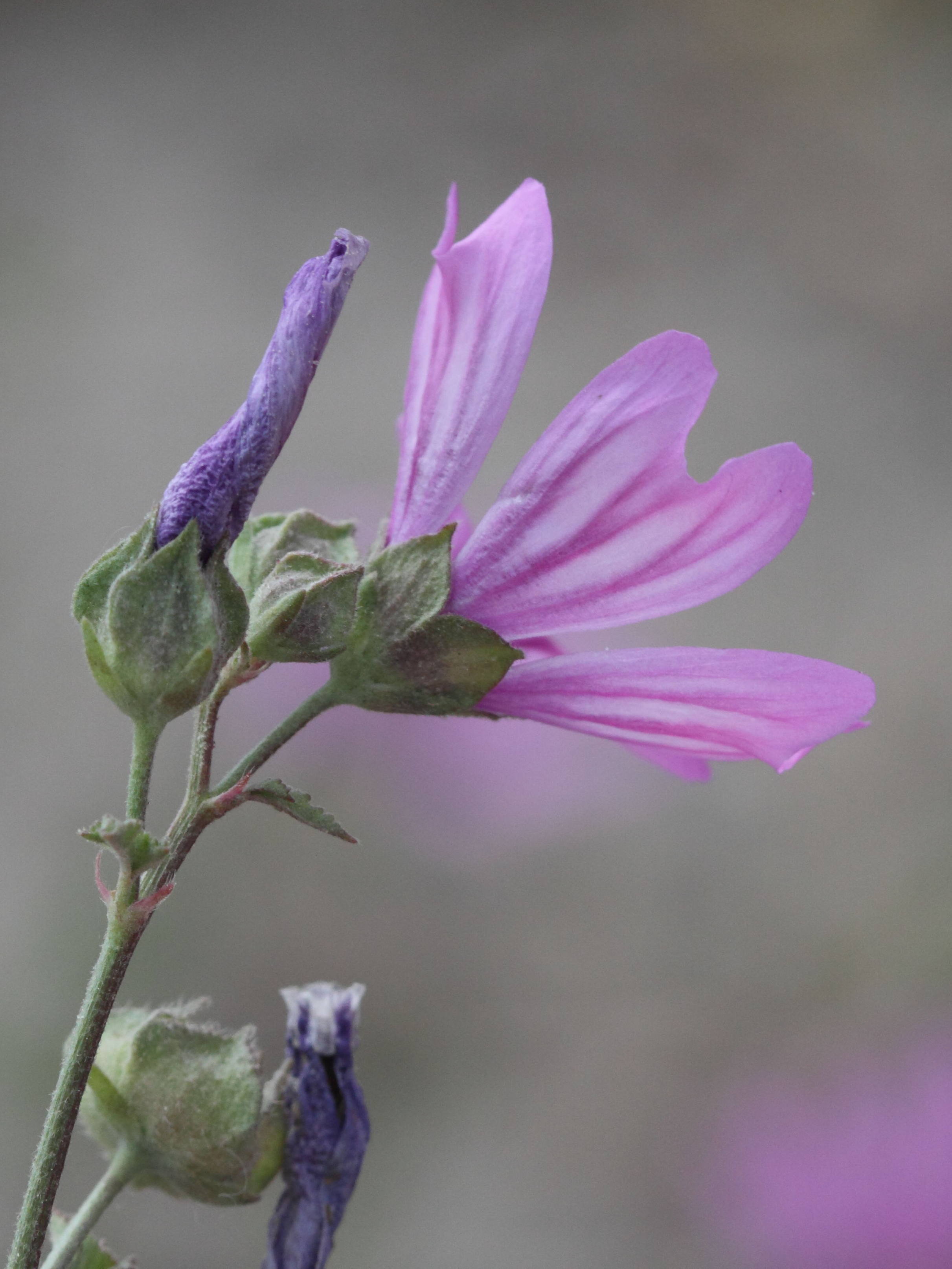 malva_sylvestris3bbd