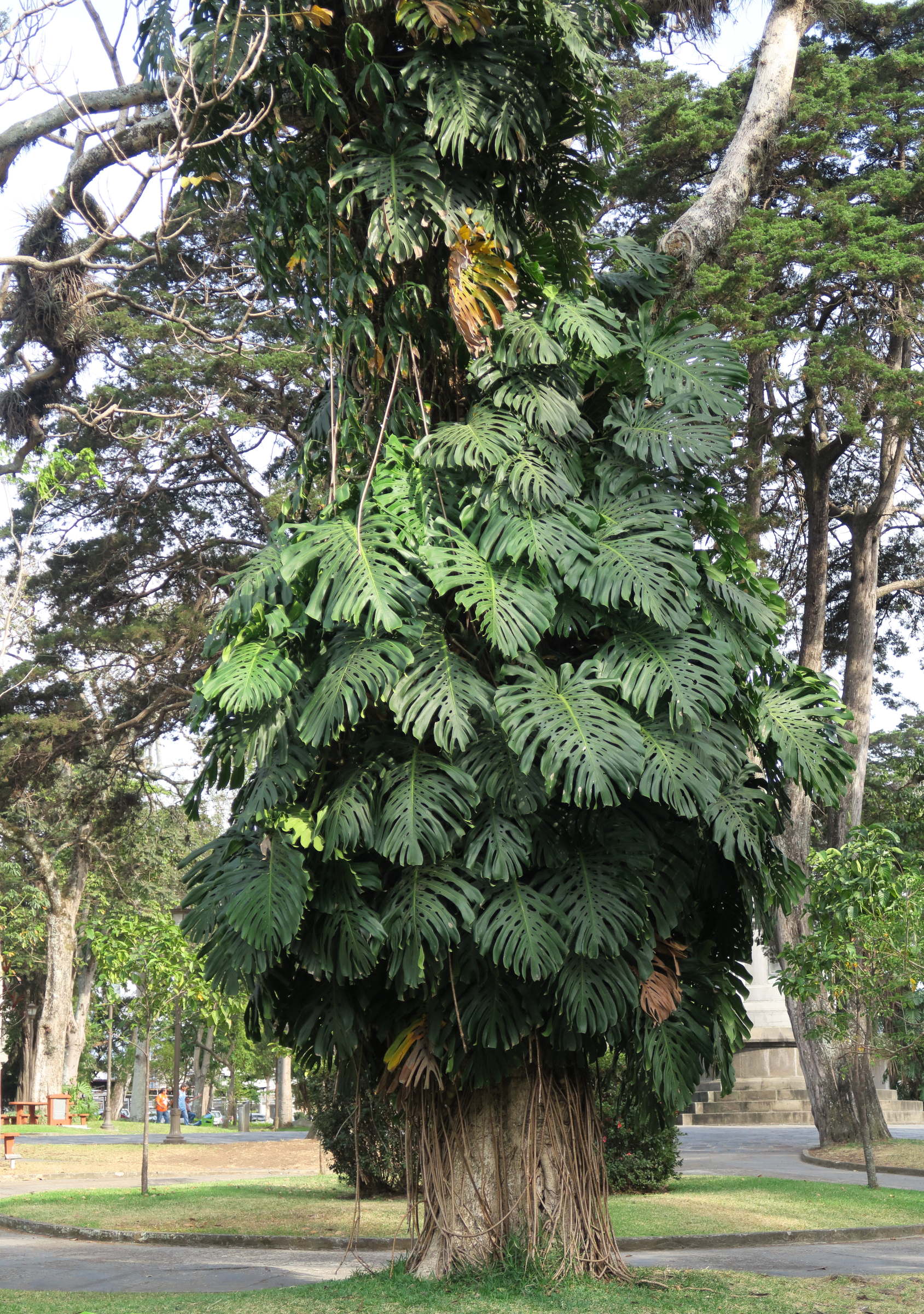 monstera_deliciosa8md