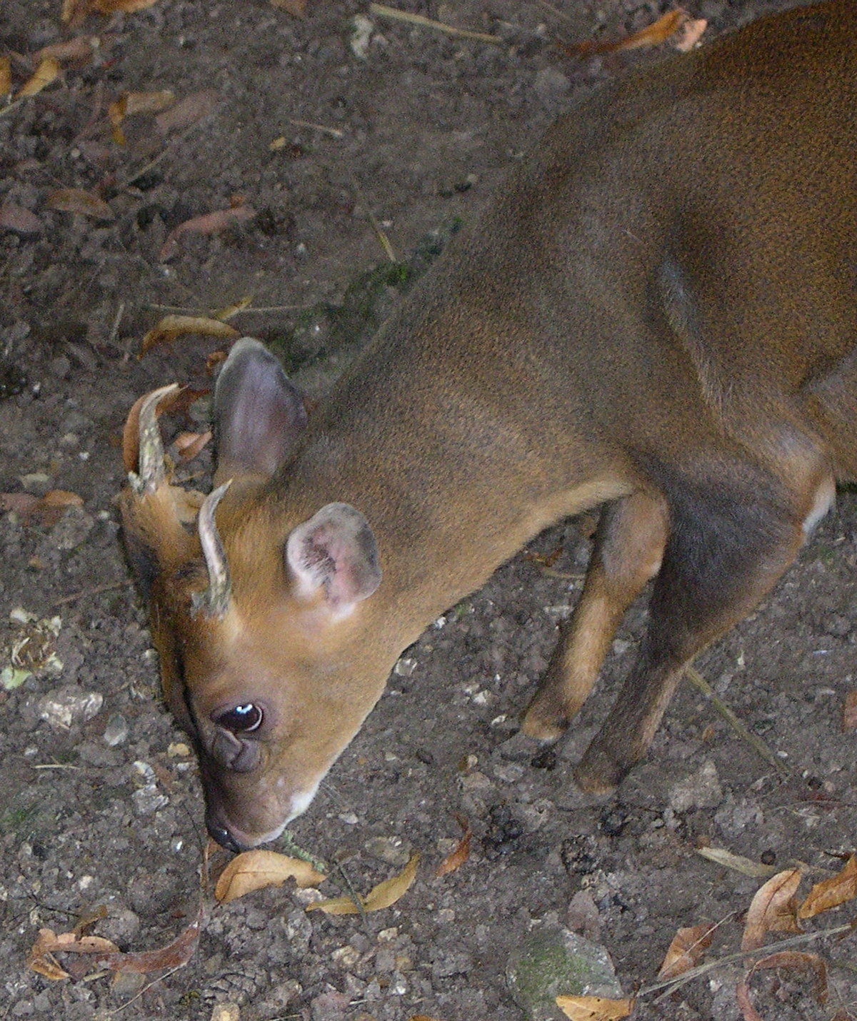 muntiacus_reevesi2md