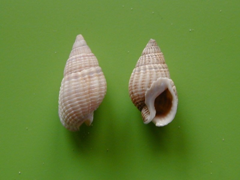 Nassarius_reticulatus