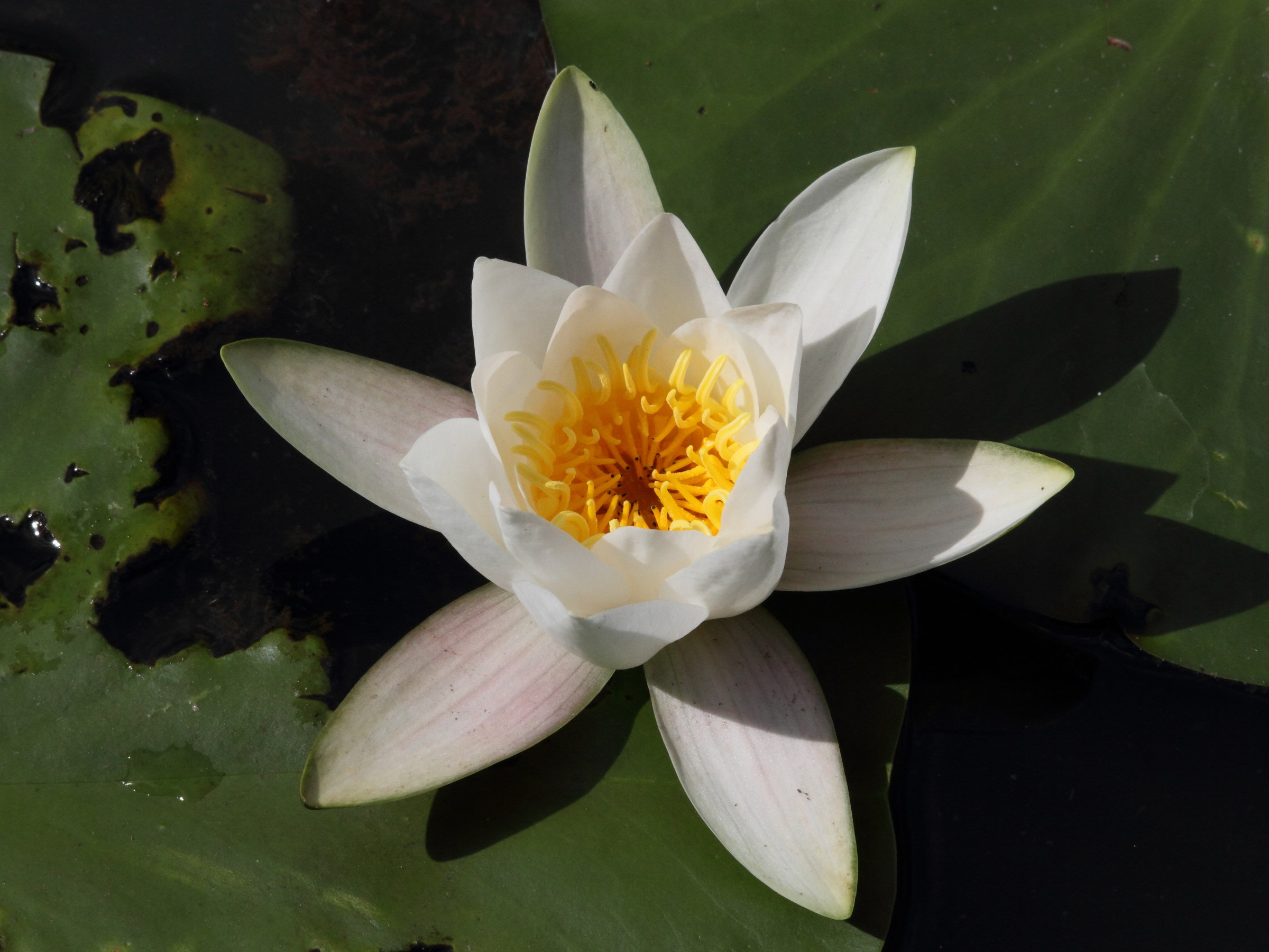 Afficher le média nymphaea_alba5md nymphaea_alba5md