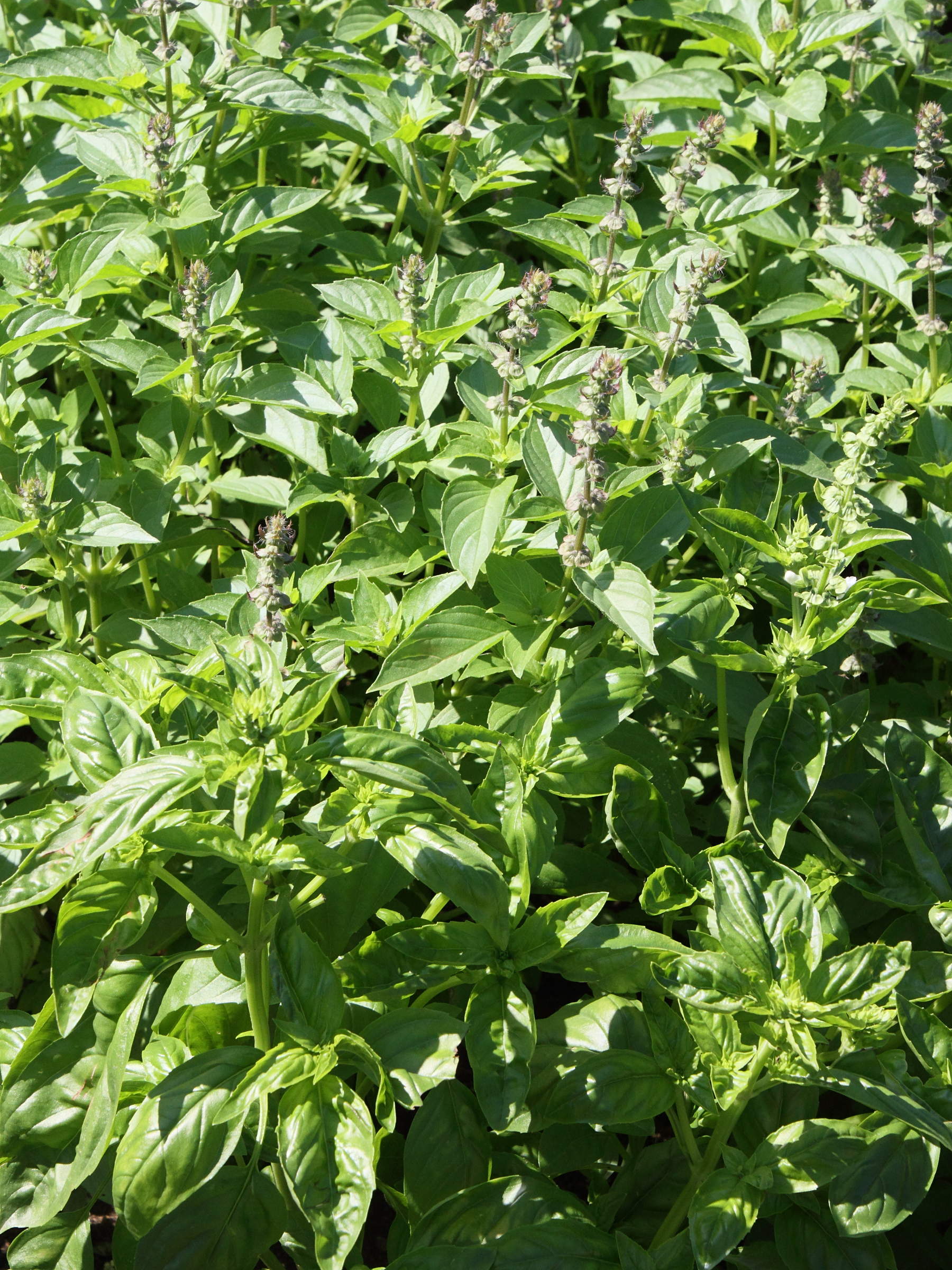 Afficher le média ocimum_basilicum1md ocimum_basilicum1md