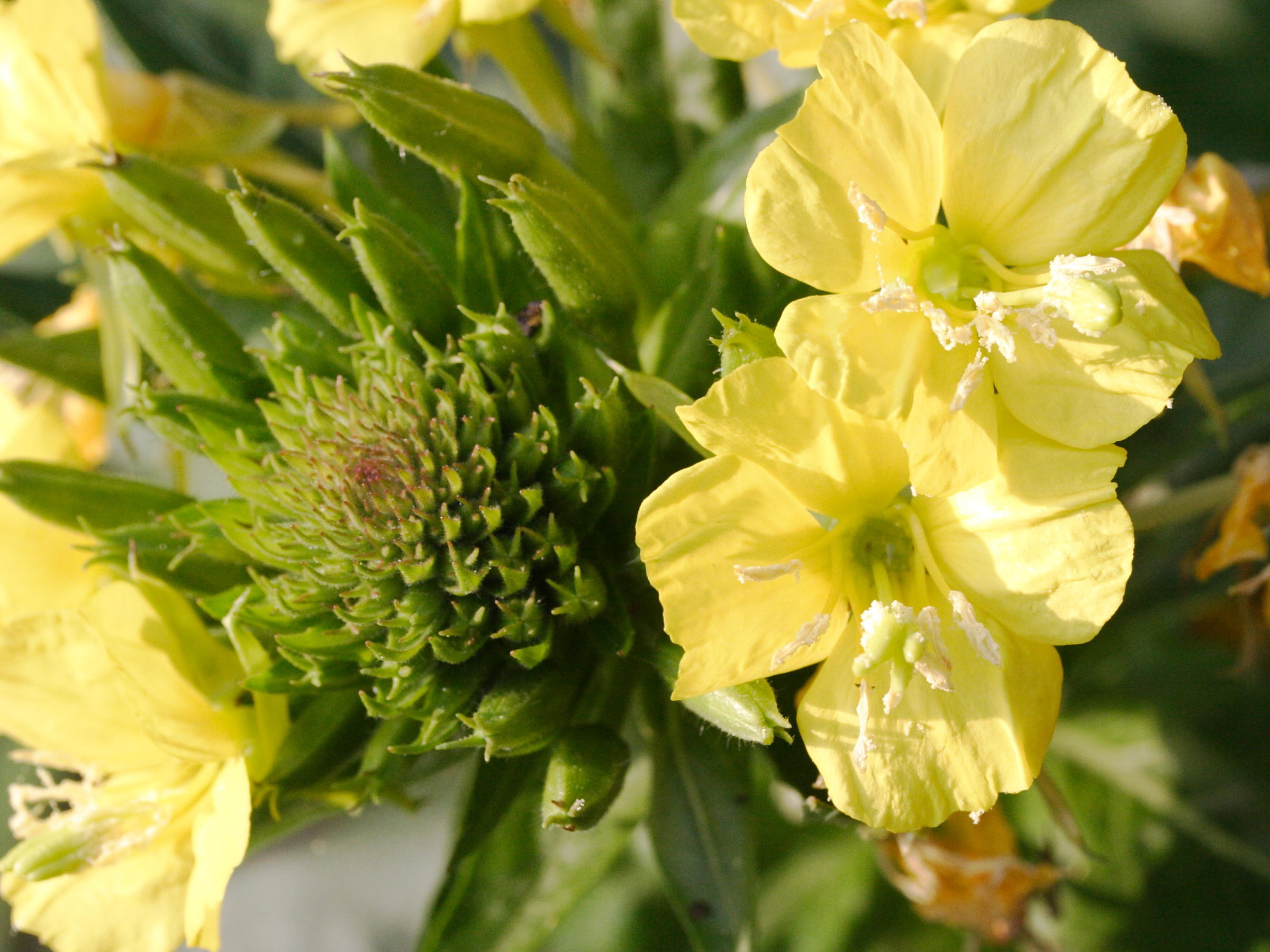 oenothera_issleri3md