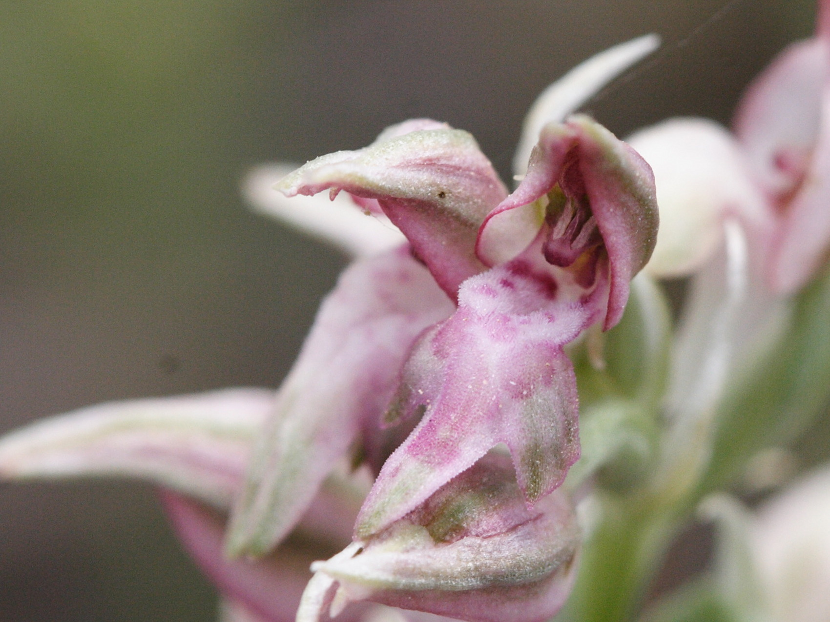 orchis_coriophora_fragrans3md