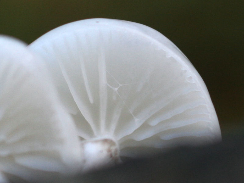 oudemansiella_mucida2md