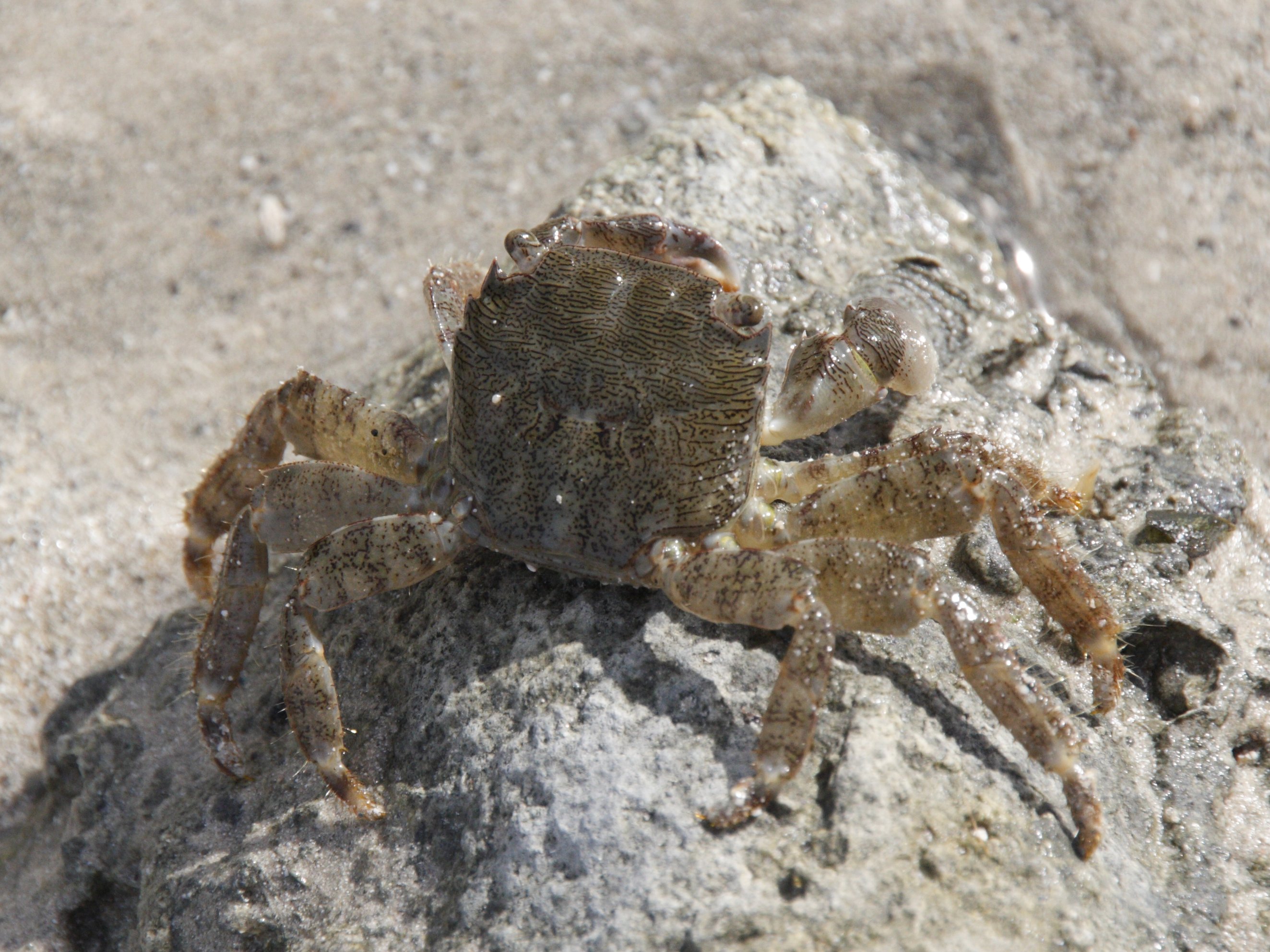 pachygrapsus_marmoratus1bd