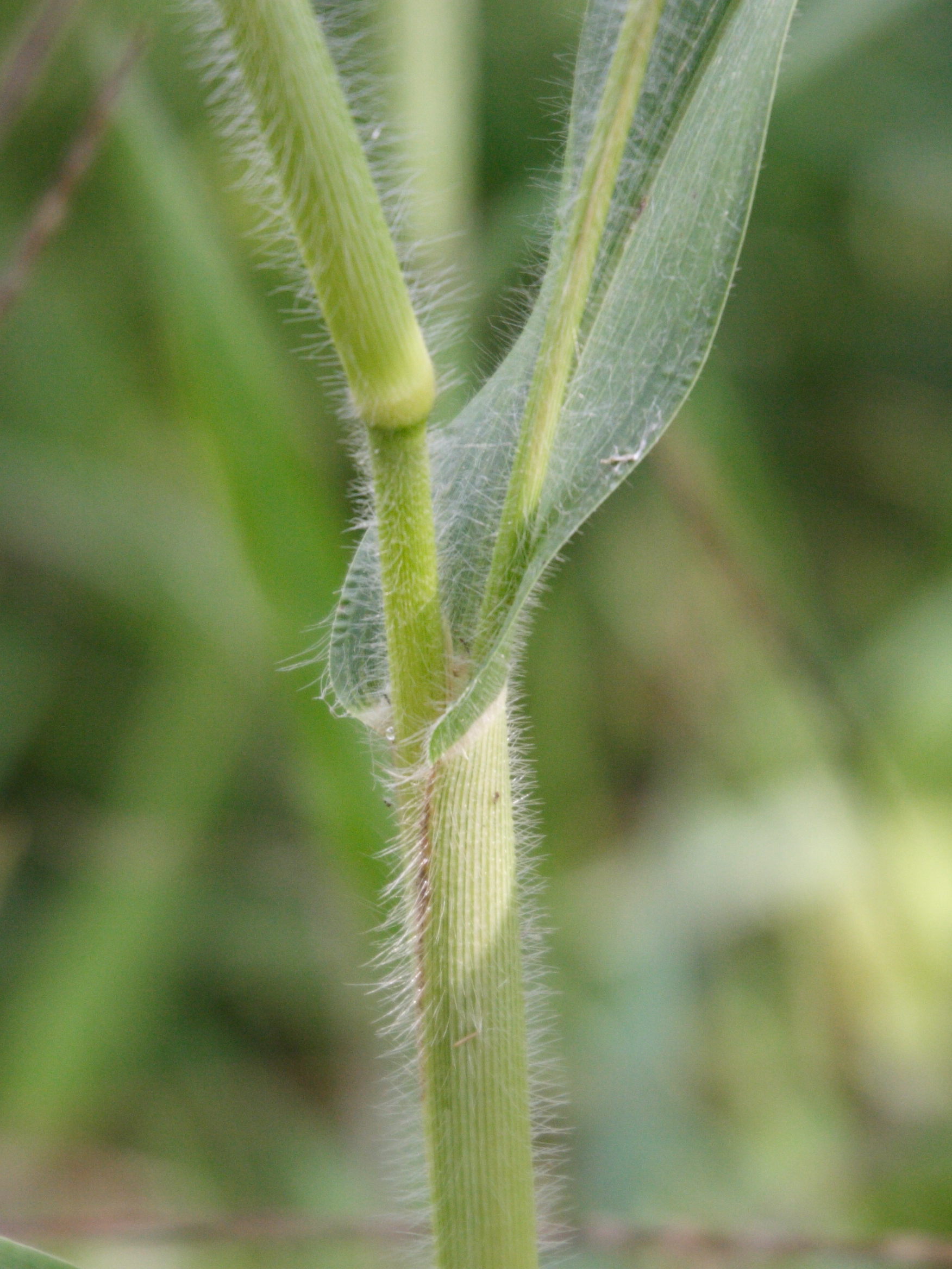 Afficher le média panicum_miliaceum2bmd panicum_miliaceum2bmd