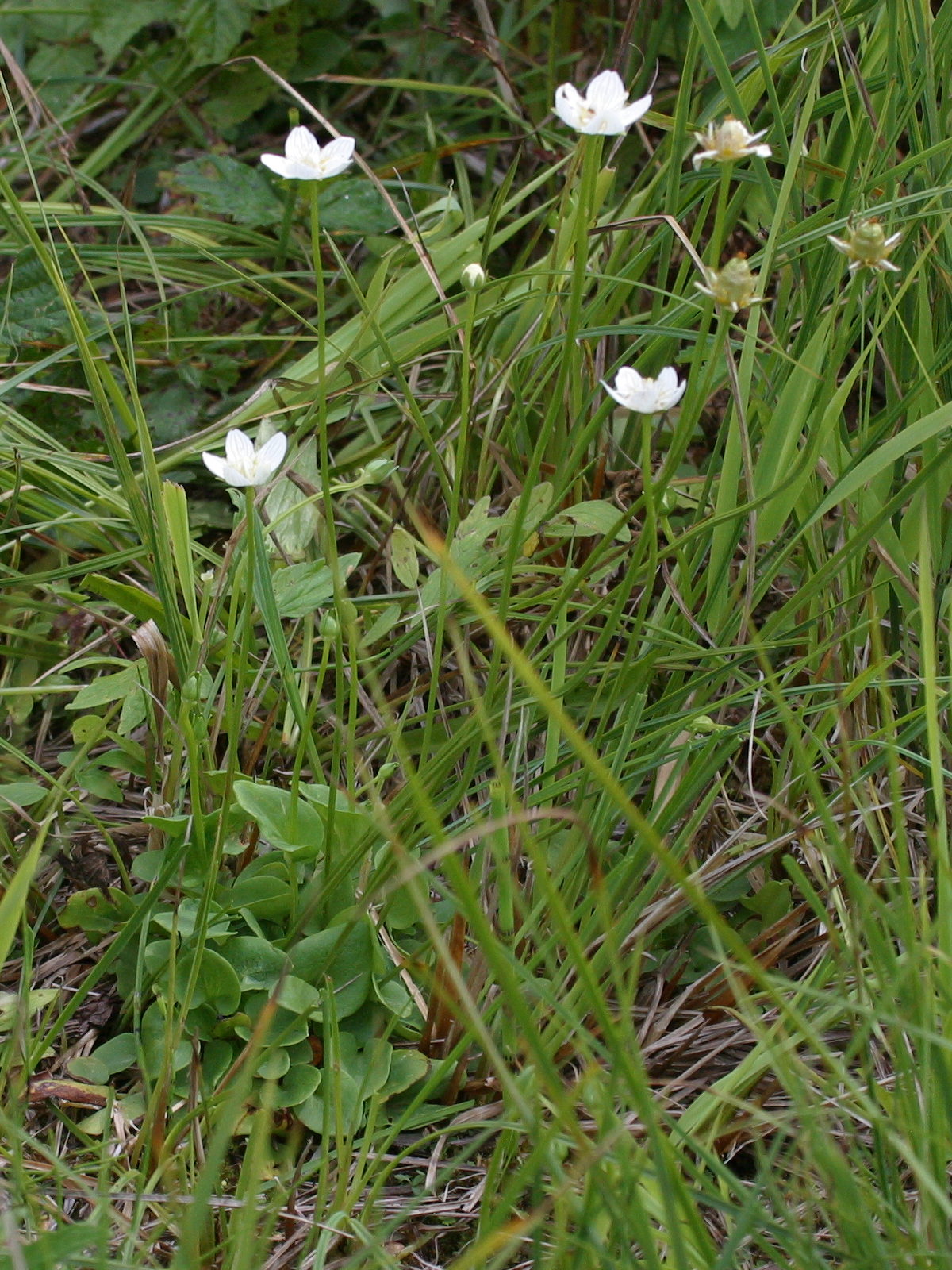 Afficher le média parnassia_palustris1bd parnassia_palustris1bd