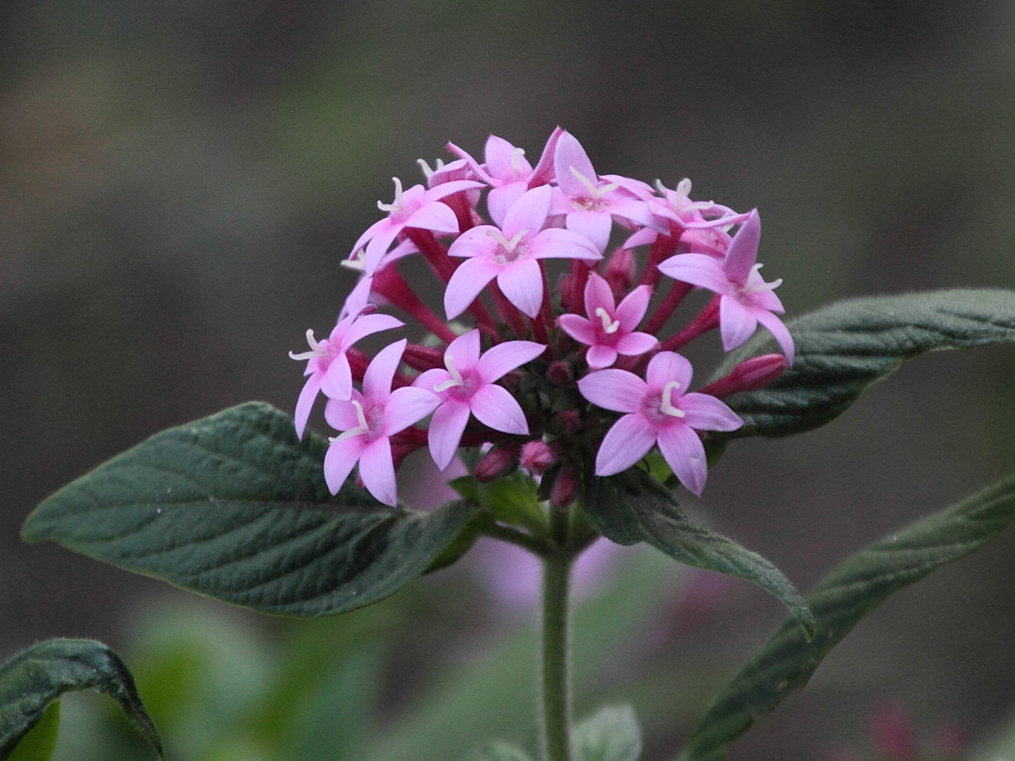 pentas_lanceolata10md