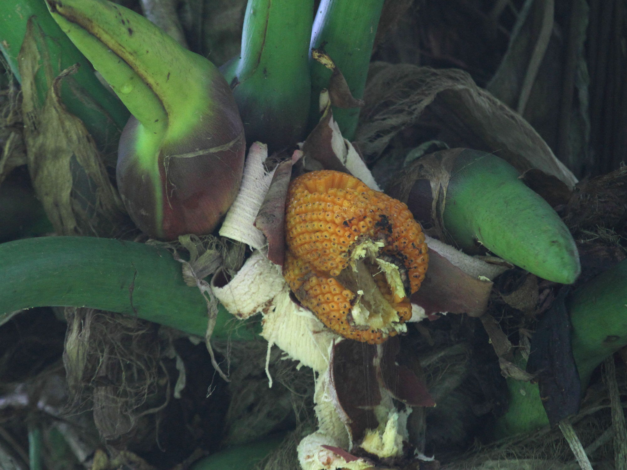 philodendron_giganteum5bd