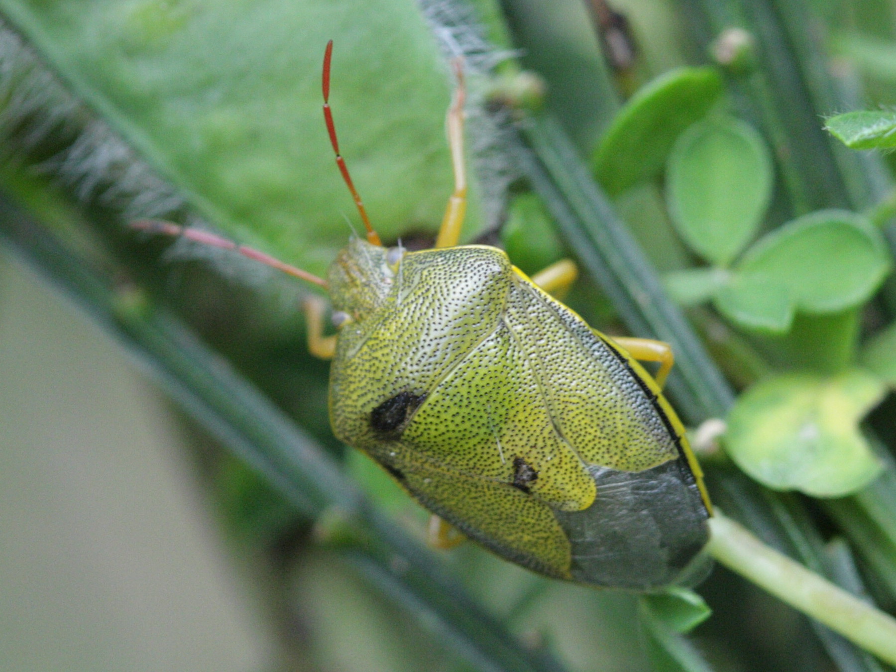 piezodorus_lituratus3bd