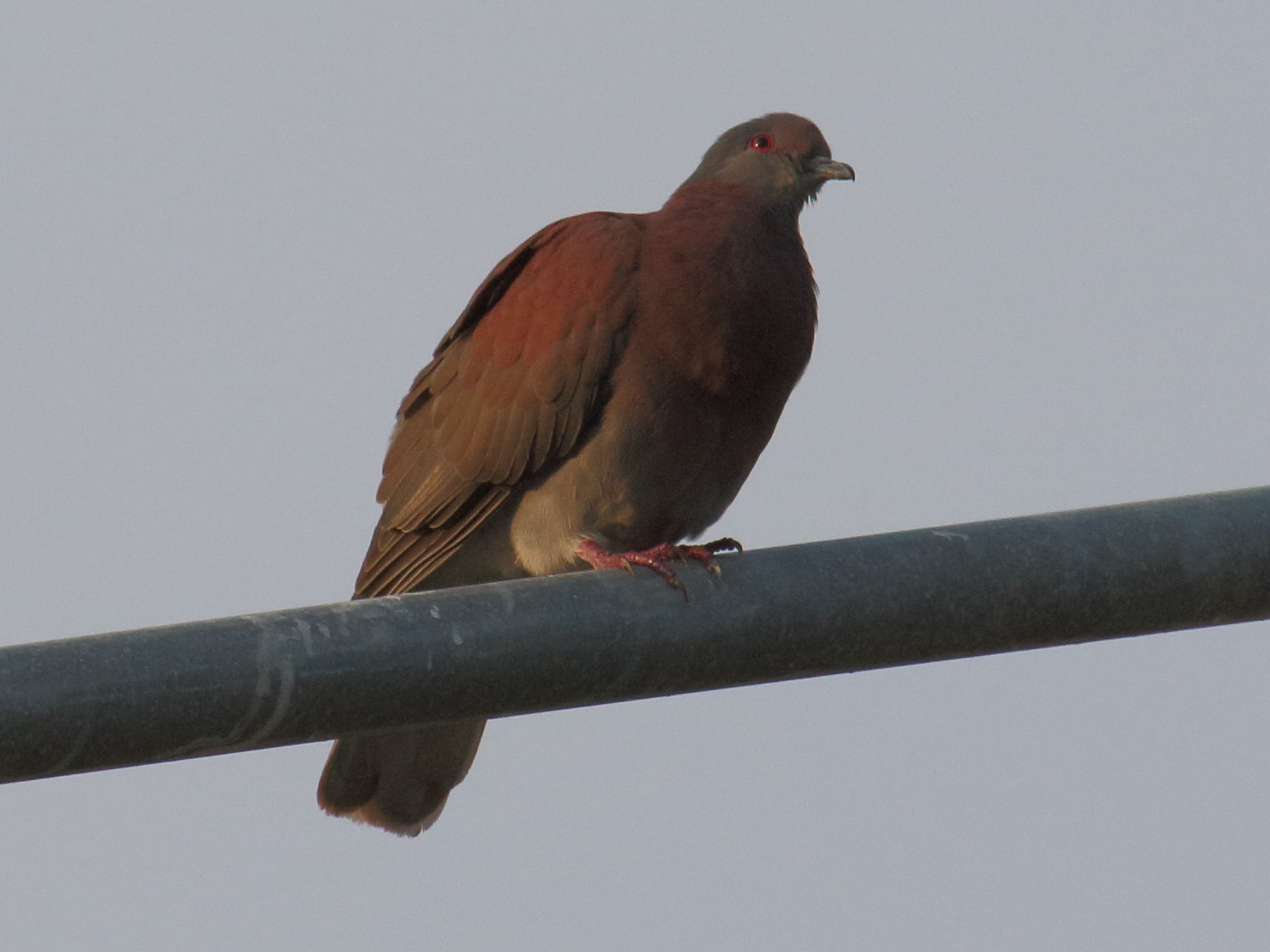 pigeon_rousset_-_patagioenas_cayennensis4bd