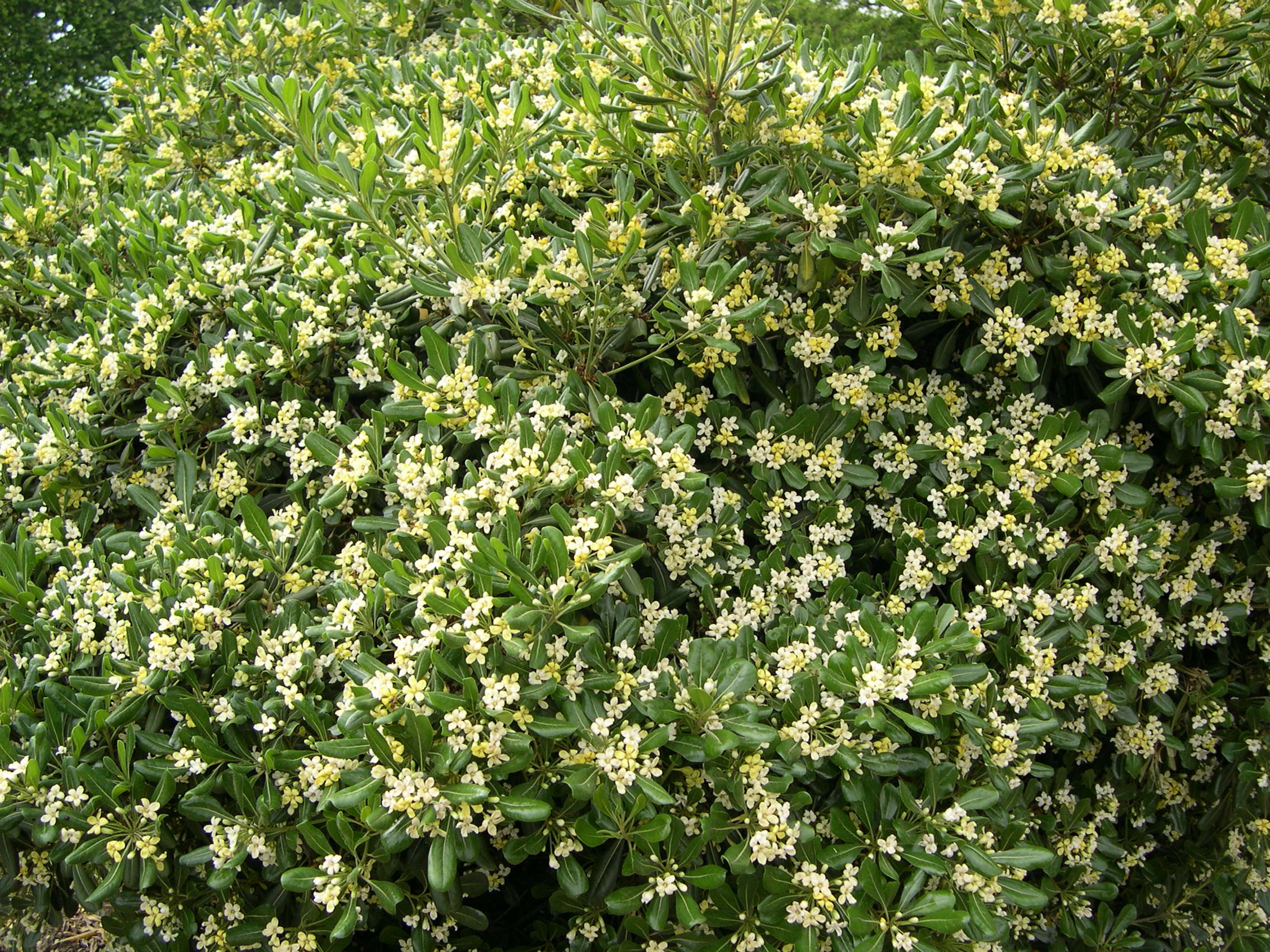 Afficher le média pittosporum_tobira1md pittosporum_tobira1md