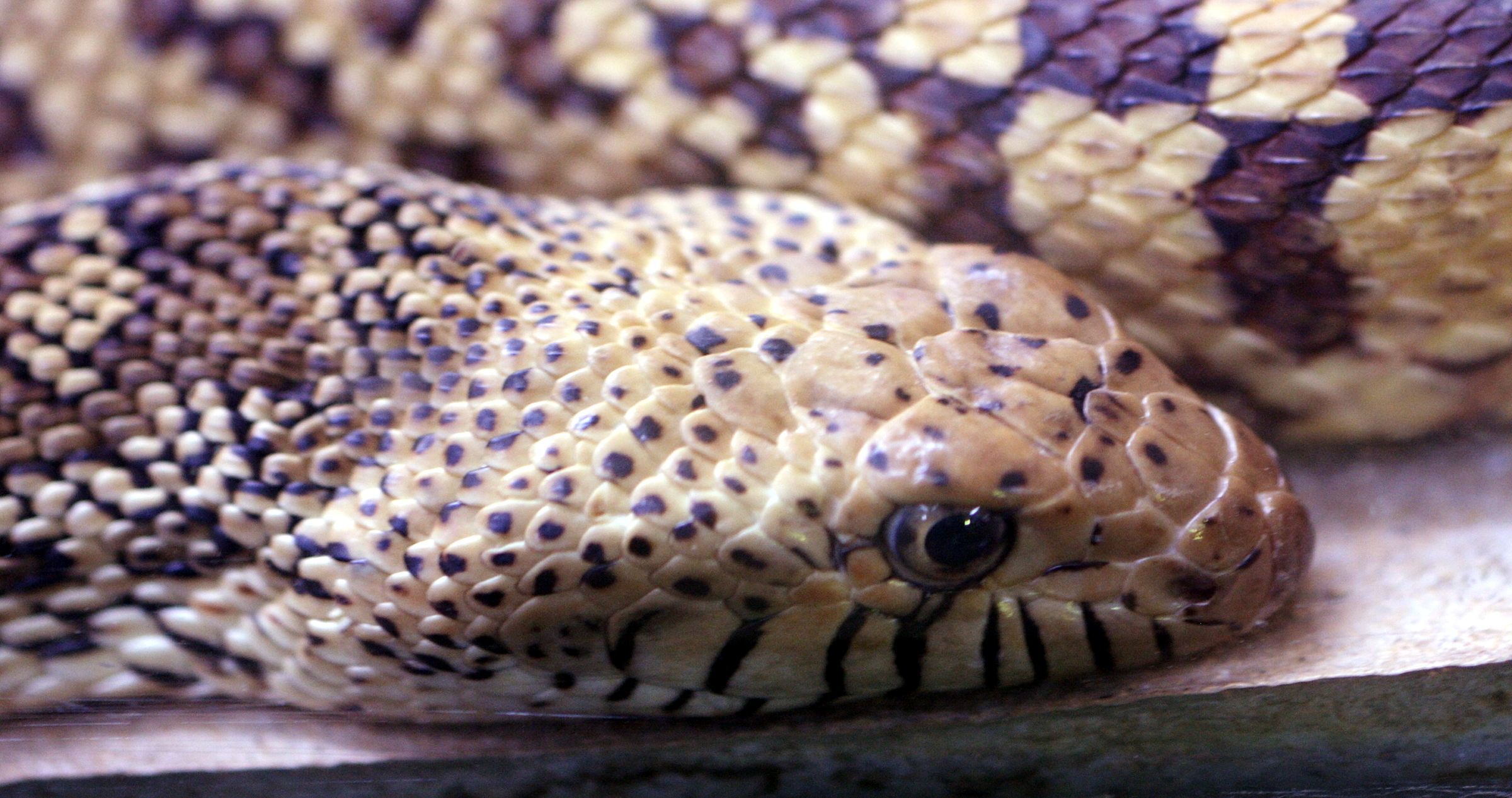 pituophis_catenifer_affinis5md