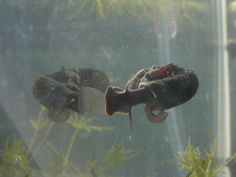 planorbarius_corneus2md