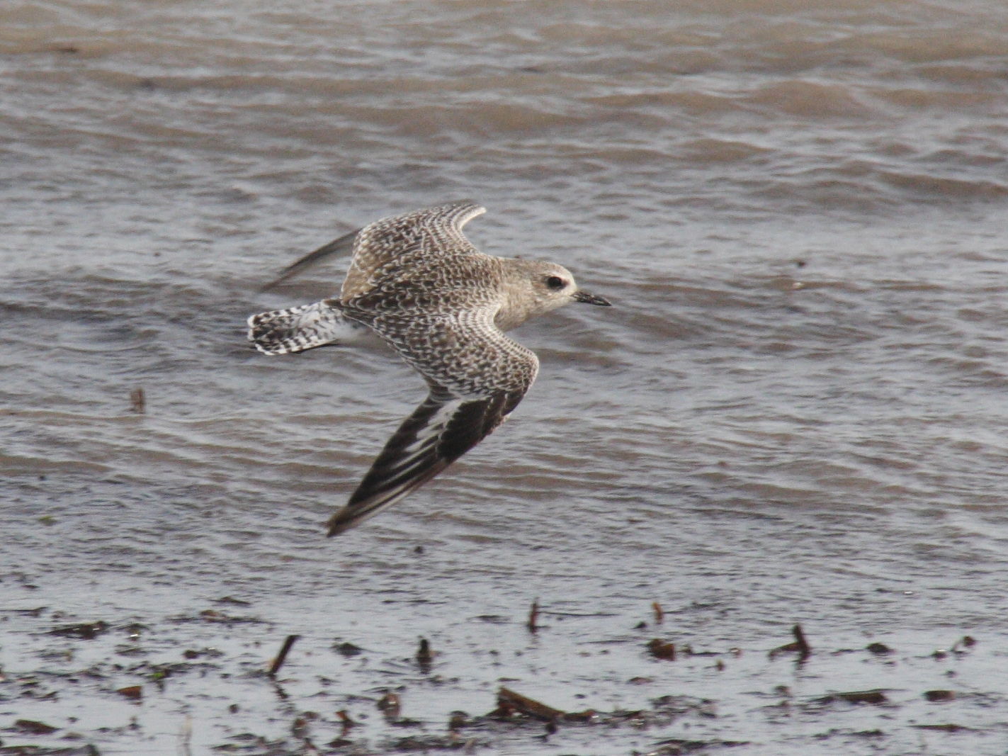 pluvier_argente_-_pluvialis_squatarola6md
