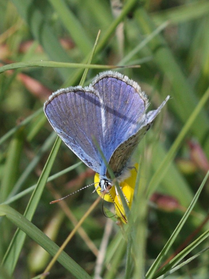polyommatus_escheri1bd
