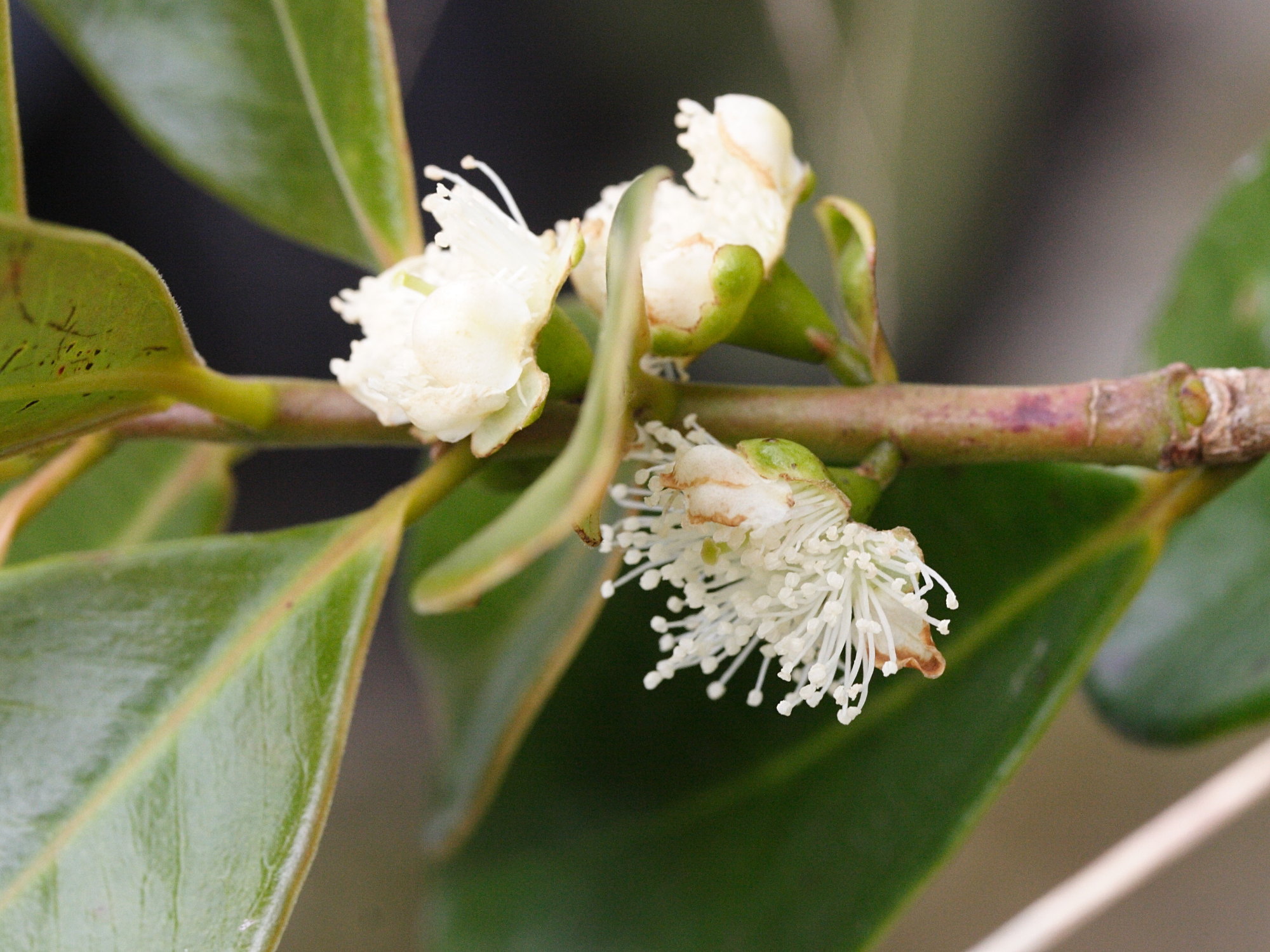 psidium_cattleianum2md