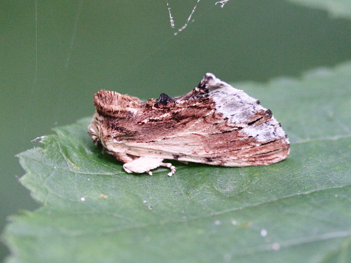 ptilodon_cucullina1md