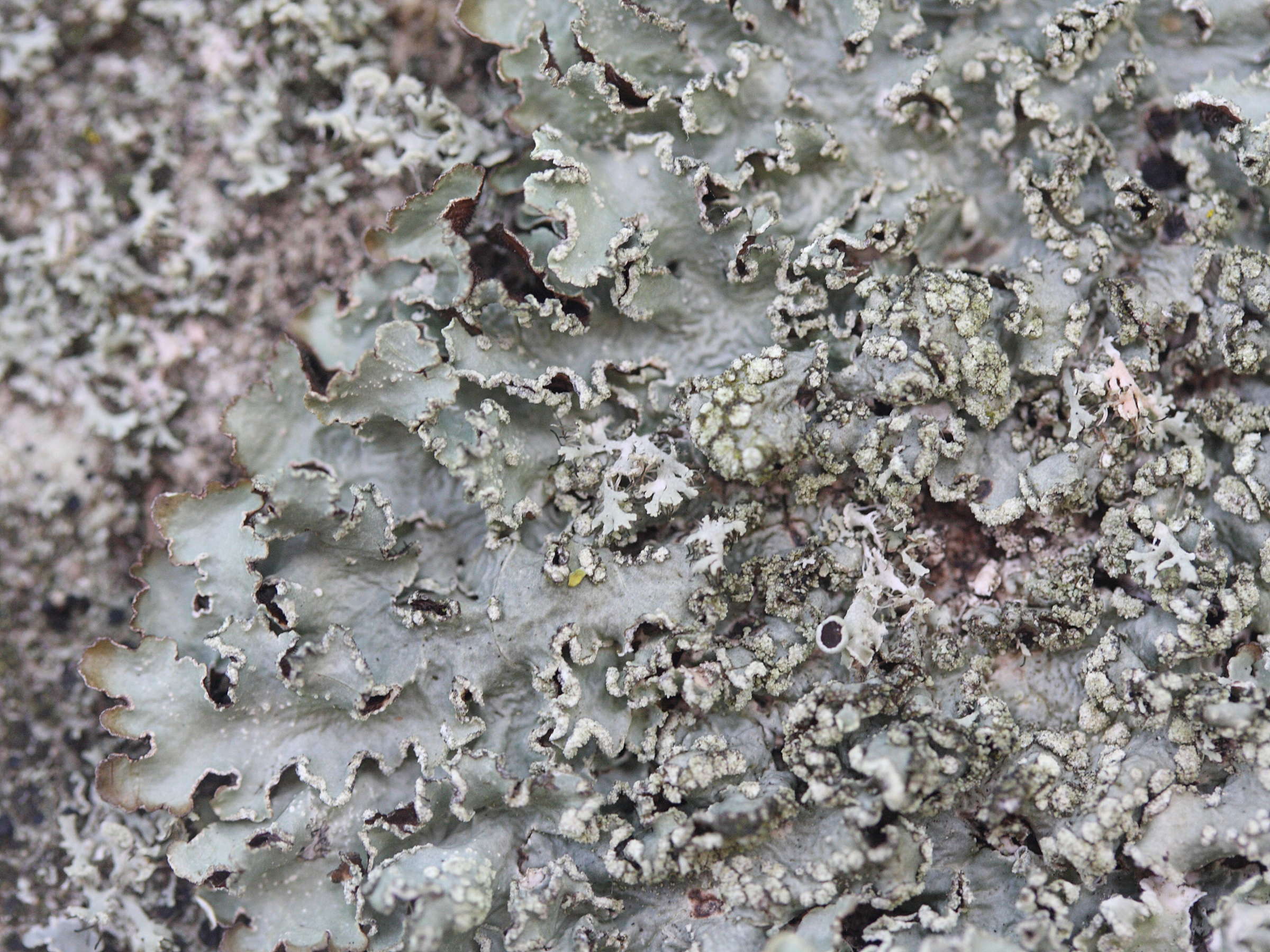 punctelia_jeckeri1md