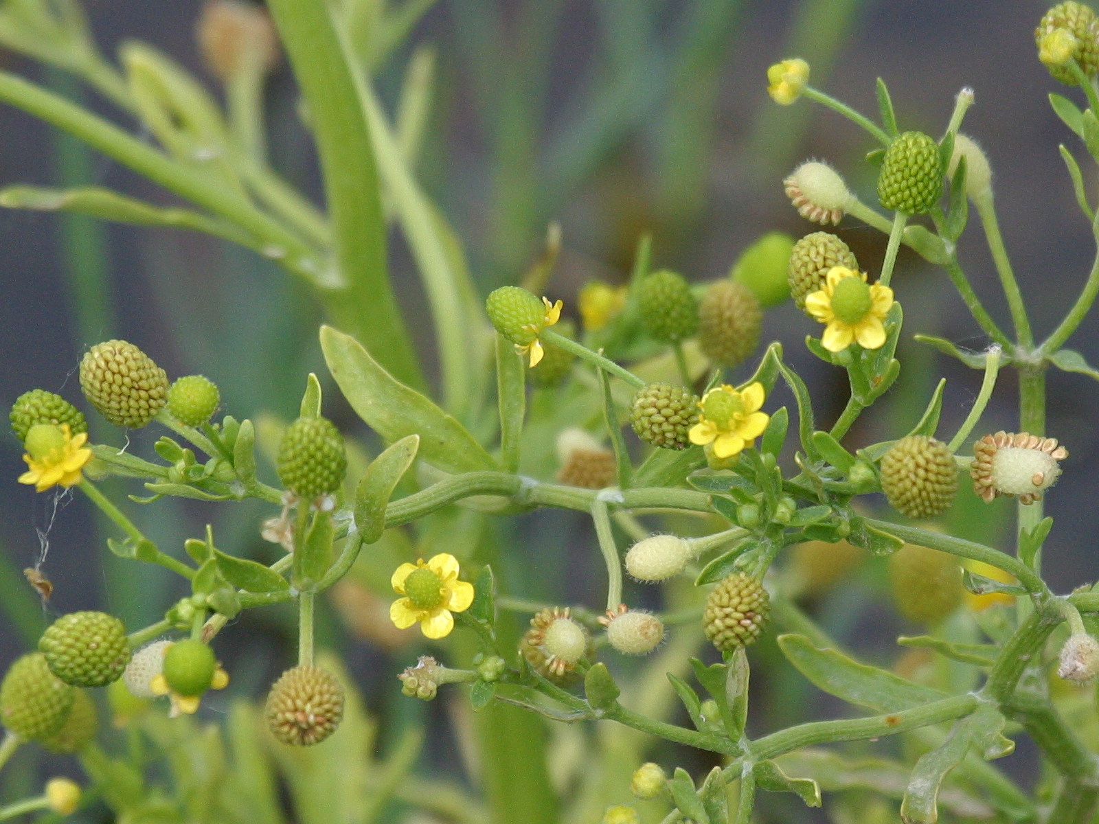 Afficher le média ranunculus_sceleratus5bd ranunculus_sceleratus5bd