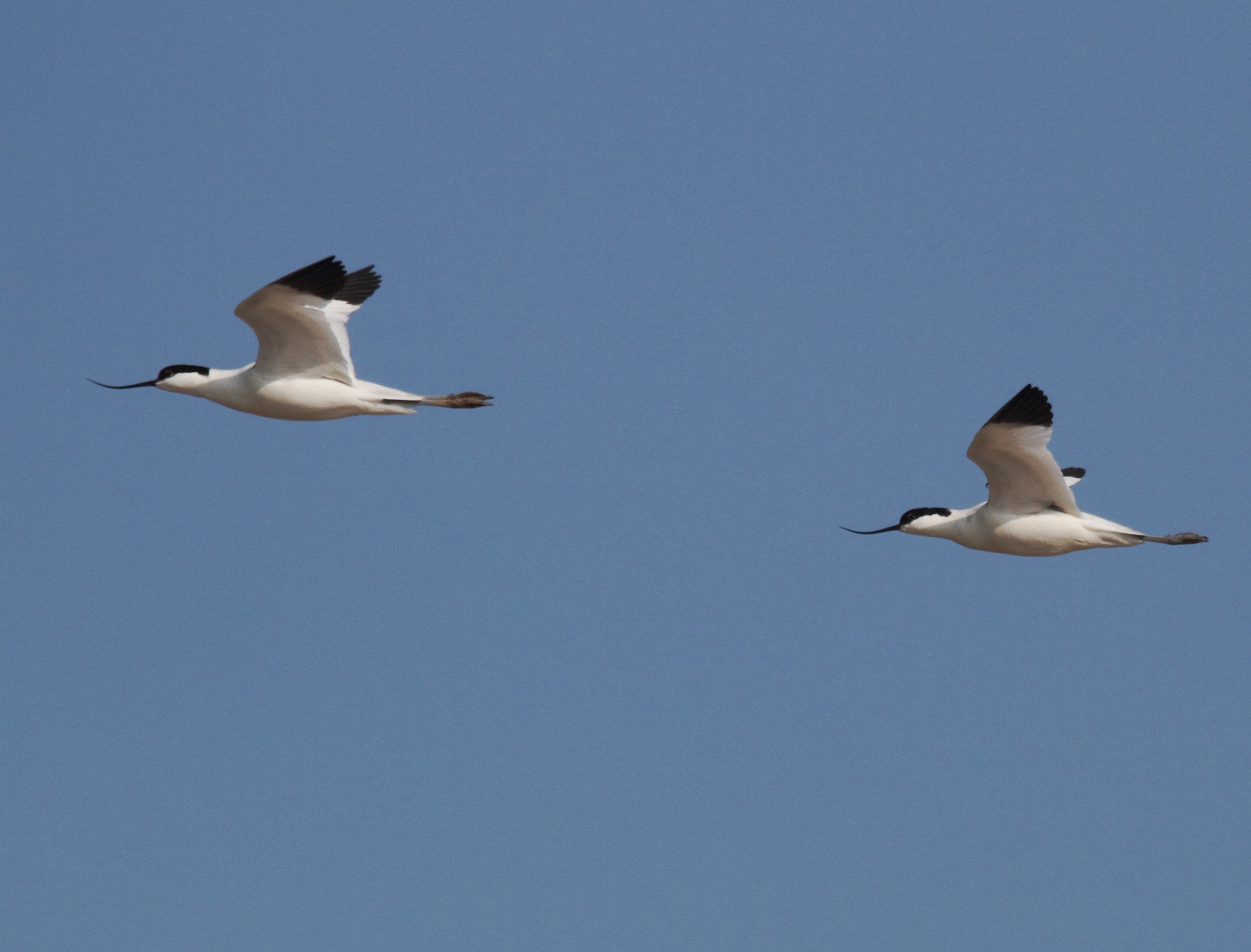 Afficher le média Recurvirostra_avosetta Recurvirostra_avosetta