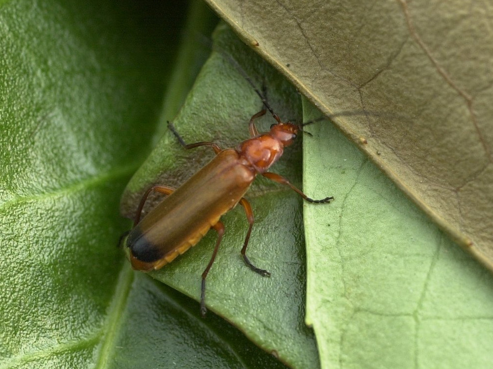 rhagonycha_fulva2md