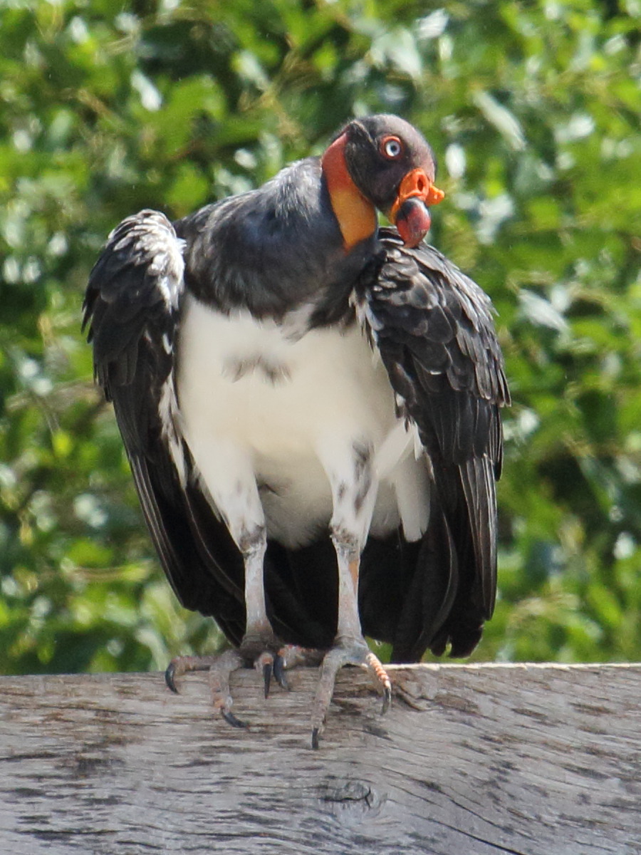 sarcoramphe_roi_-_sarcoramphus_papa3bd