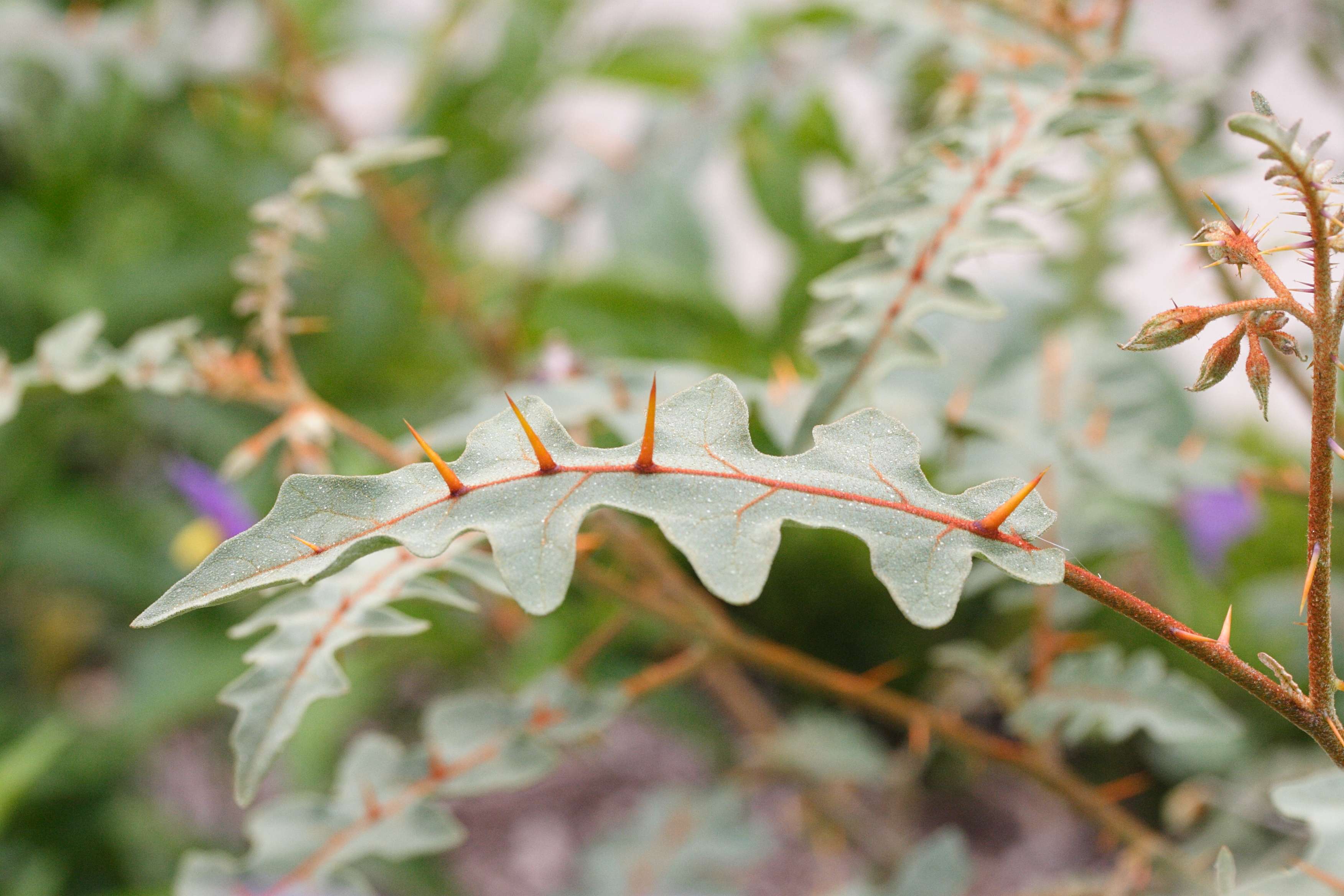 solanum_pyracanthum4md