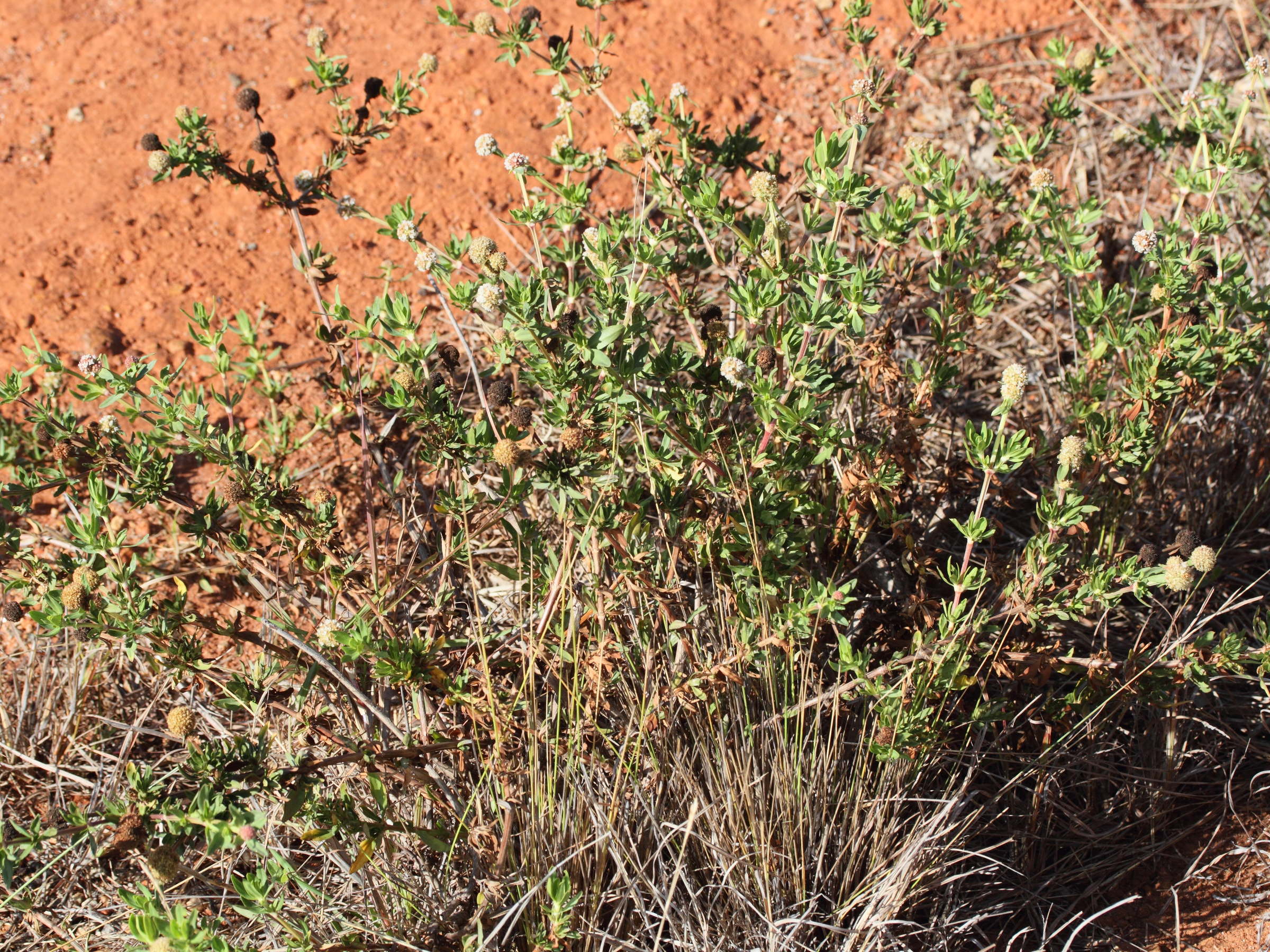 spermacoce_verticillata3md