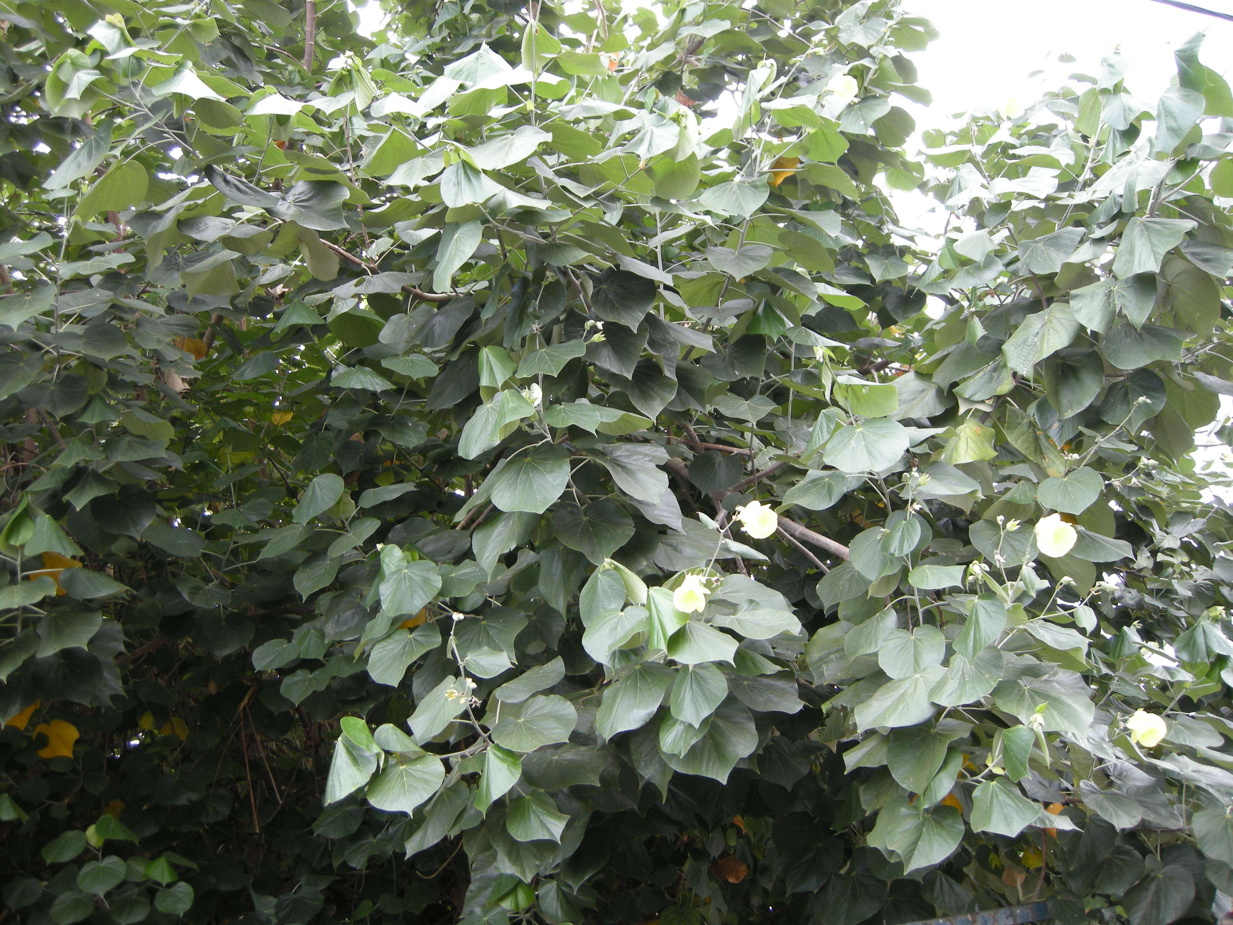 thespesia_populnea1md