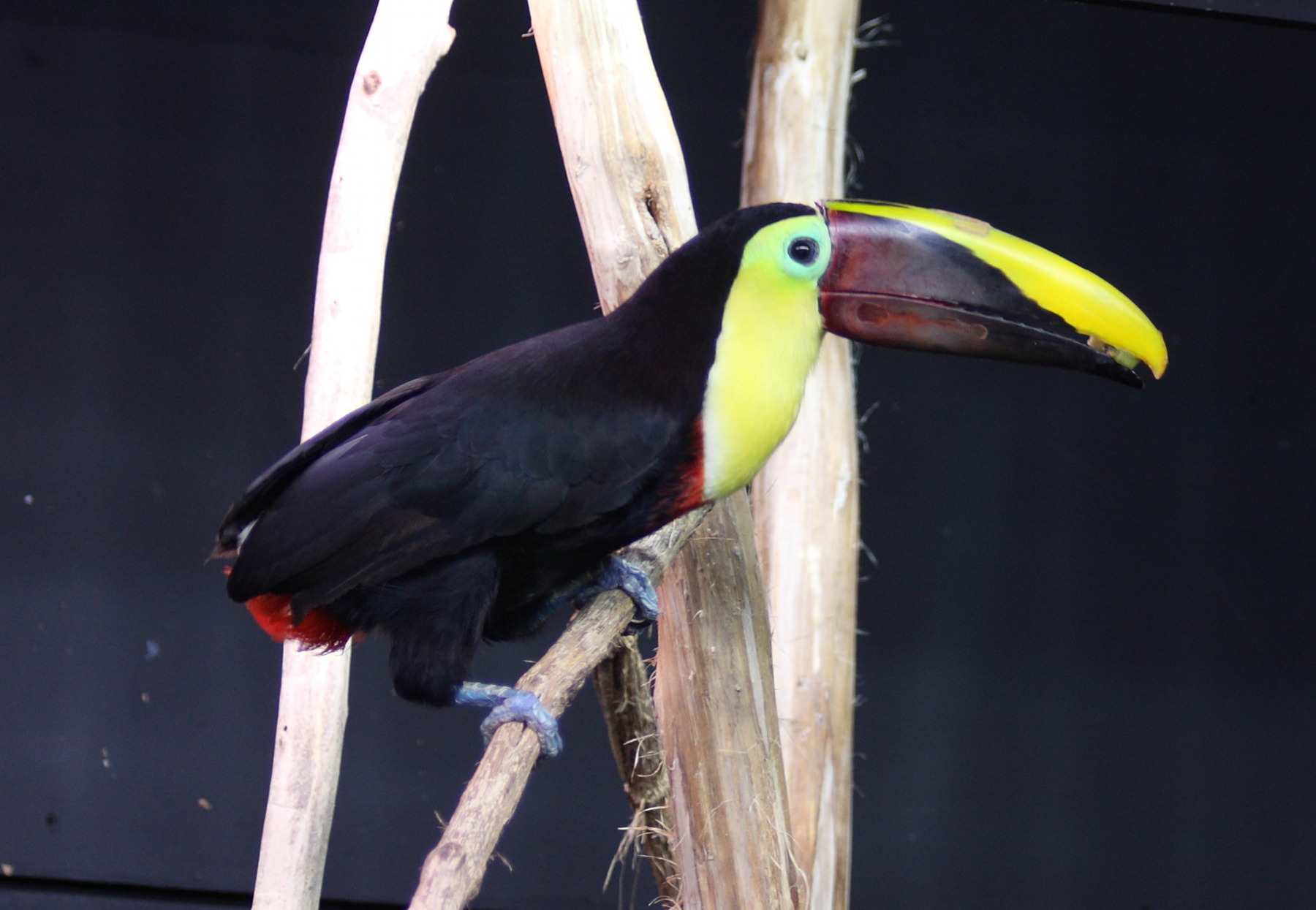 toucan_de_swainson_-_ramphastos_swainsonii1sd