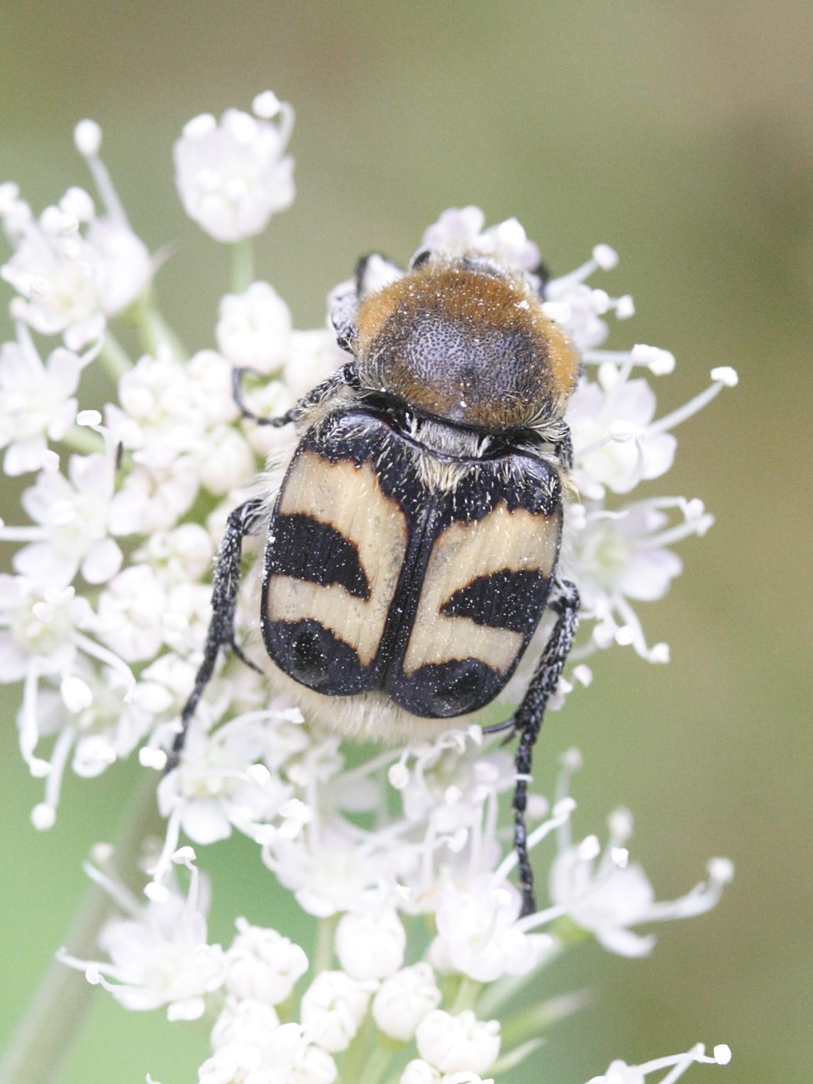 trichius_fasciatus3md