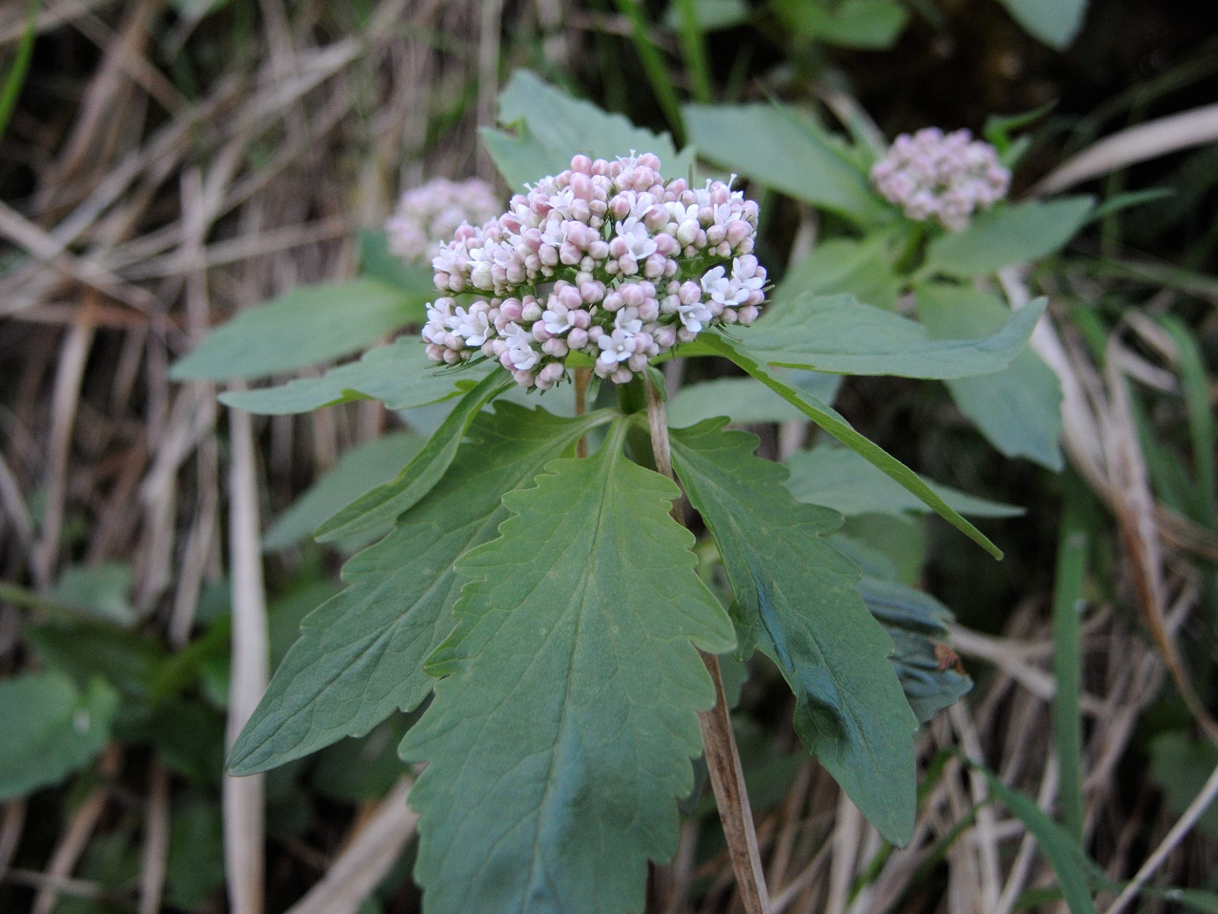 Afficher le média valeriana_tripteris6md valeriana_tripteris6md