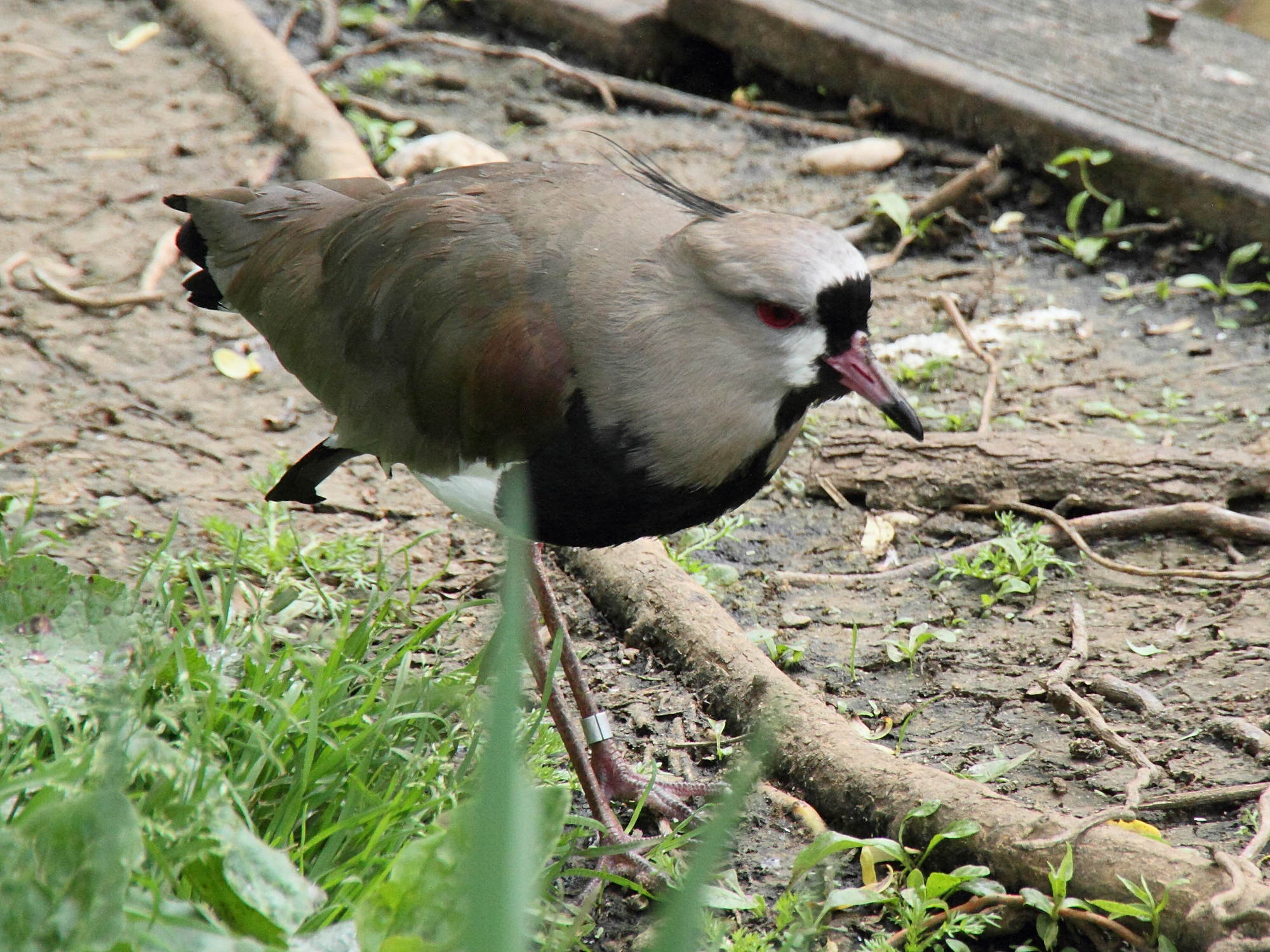 vanneau_du_chili_-_vanellus_chilensis3md