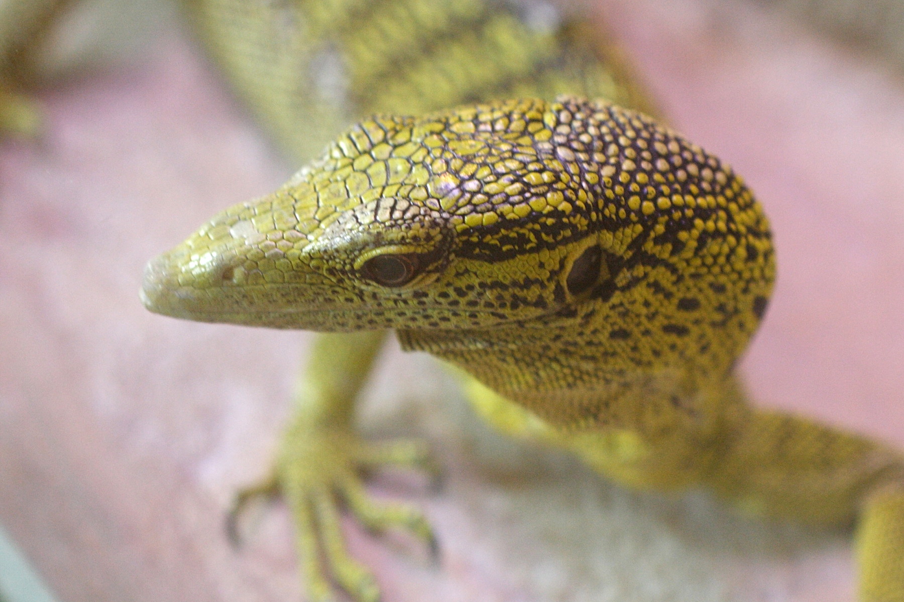 varanus_prasinus2md