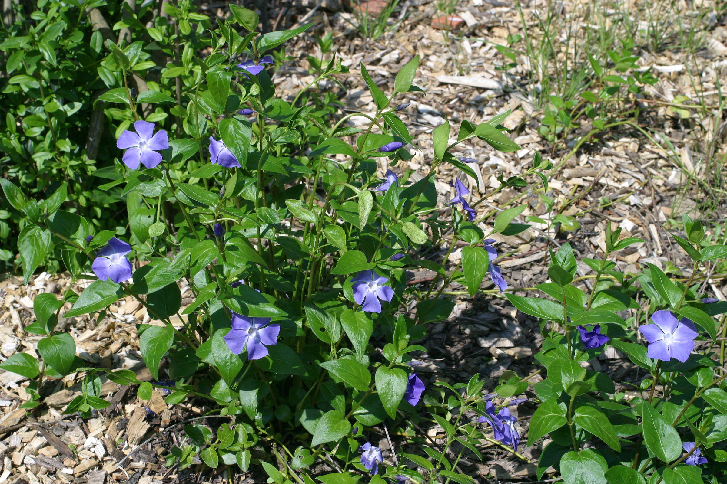 vinca_major1cmd
